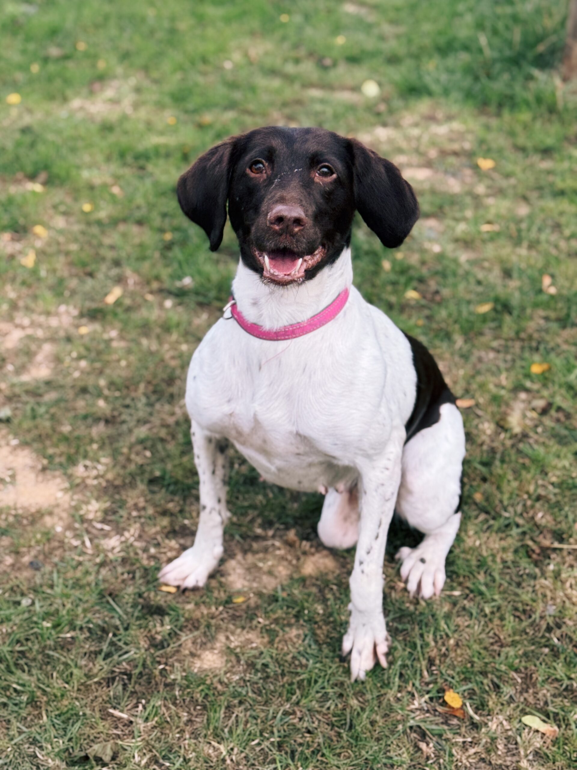 Rose, chien à l'adoption chez Sans Collier