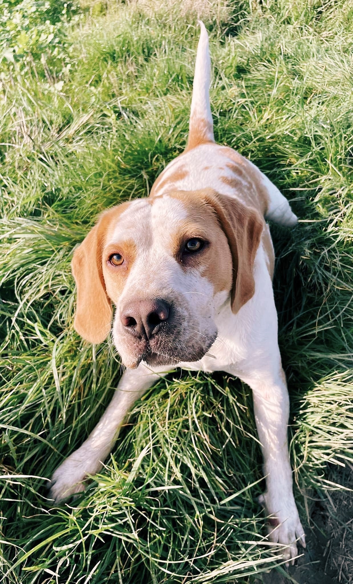 Roucky, chien à l'adoption chez Sans Collier
