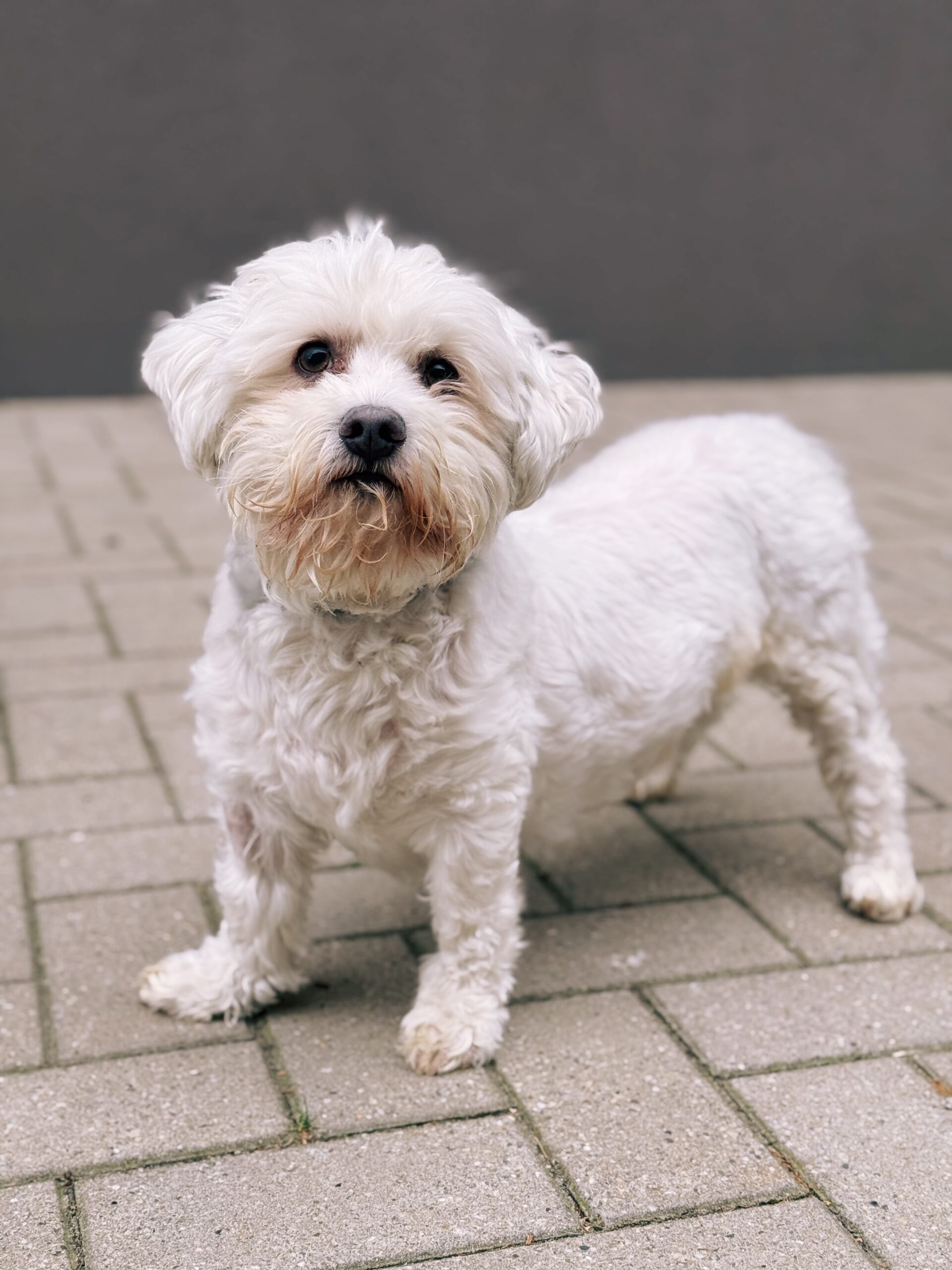 Léon, chien à l'adoption chez Sans Collier