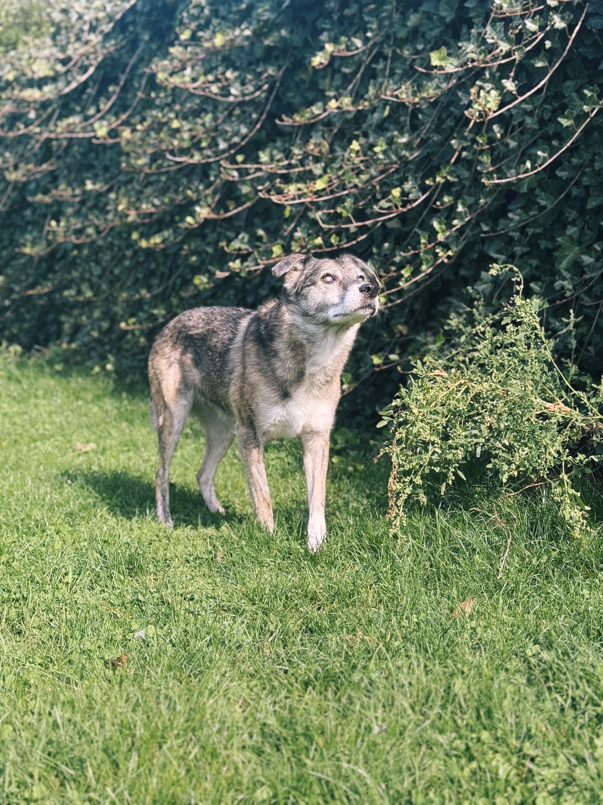 Coco, chien à l'adoption chez Sans Collier