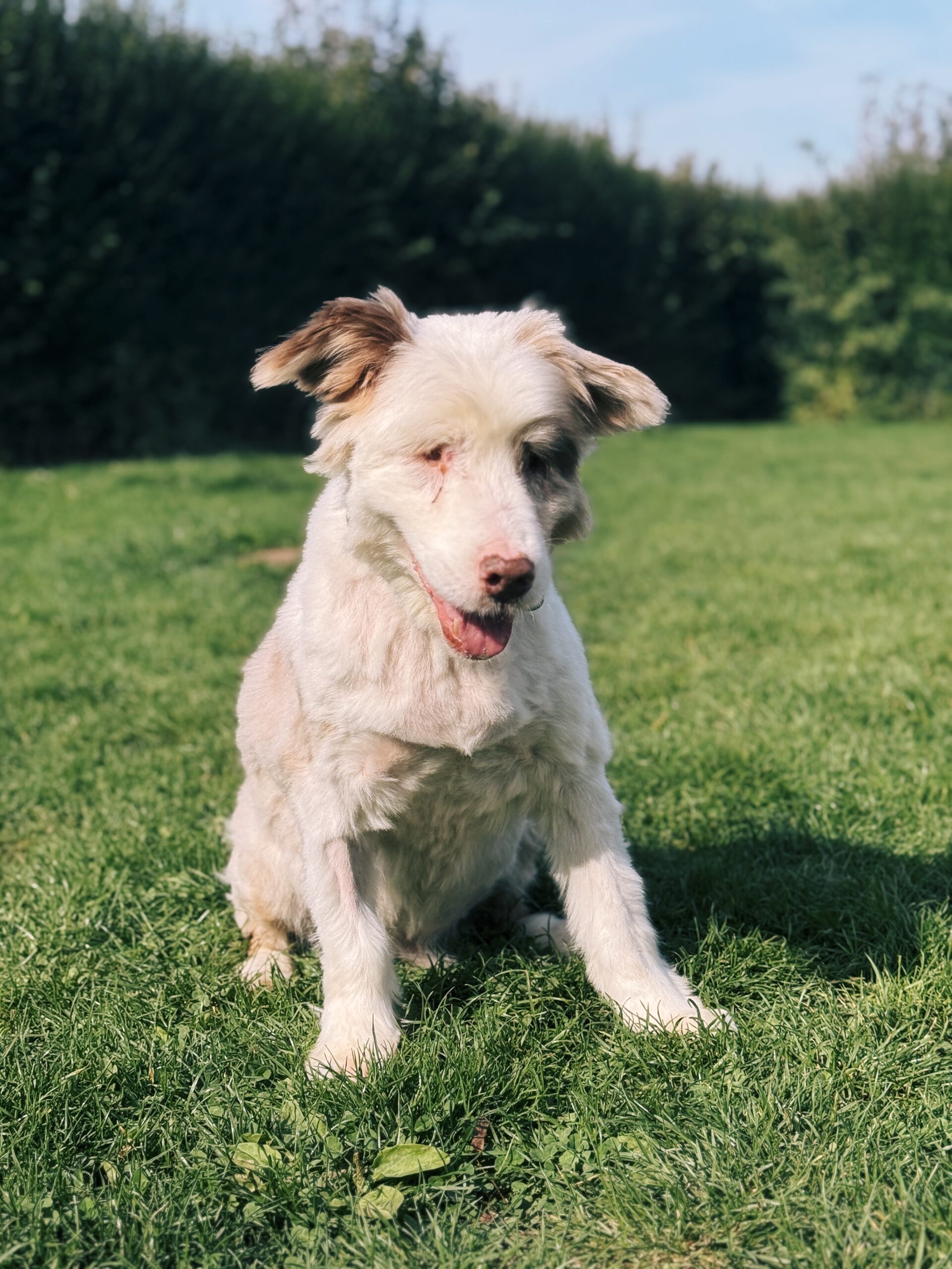 Bidule, chien à l'adoption chez Sans Collier