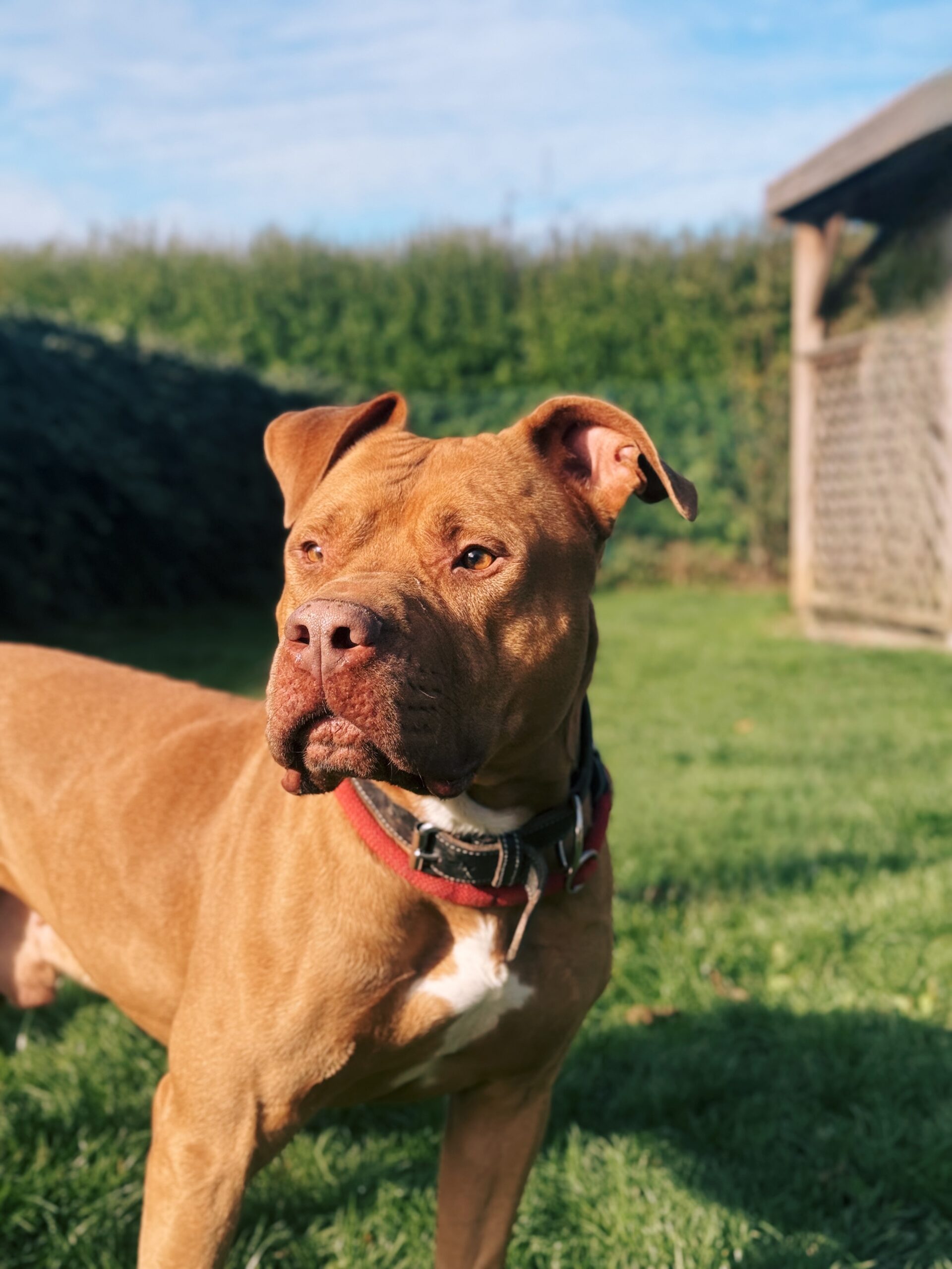 Broly, chien à l'adoption chez Sans Collier