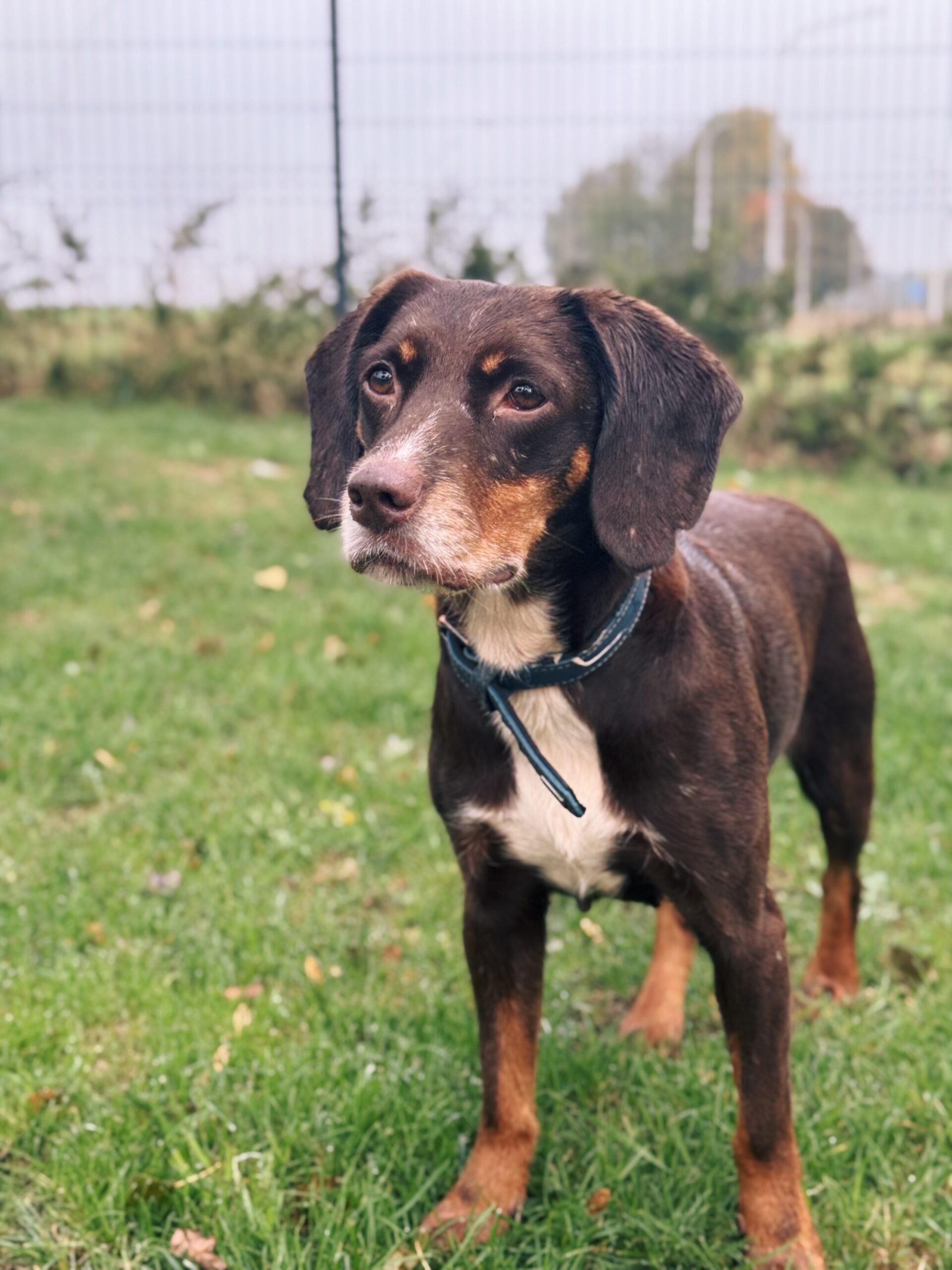 Noisette, chien à l'adoption chez Sans Collier