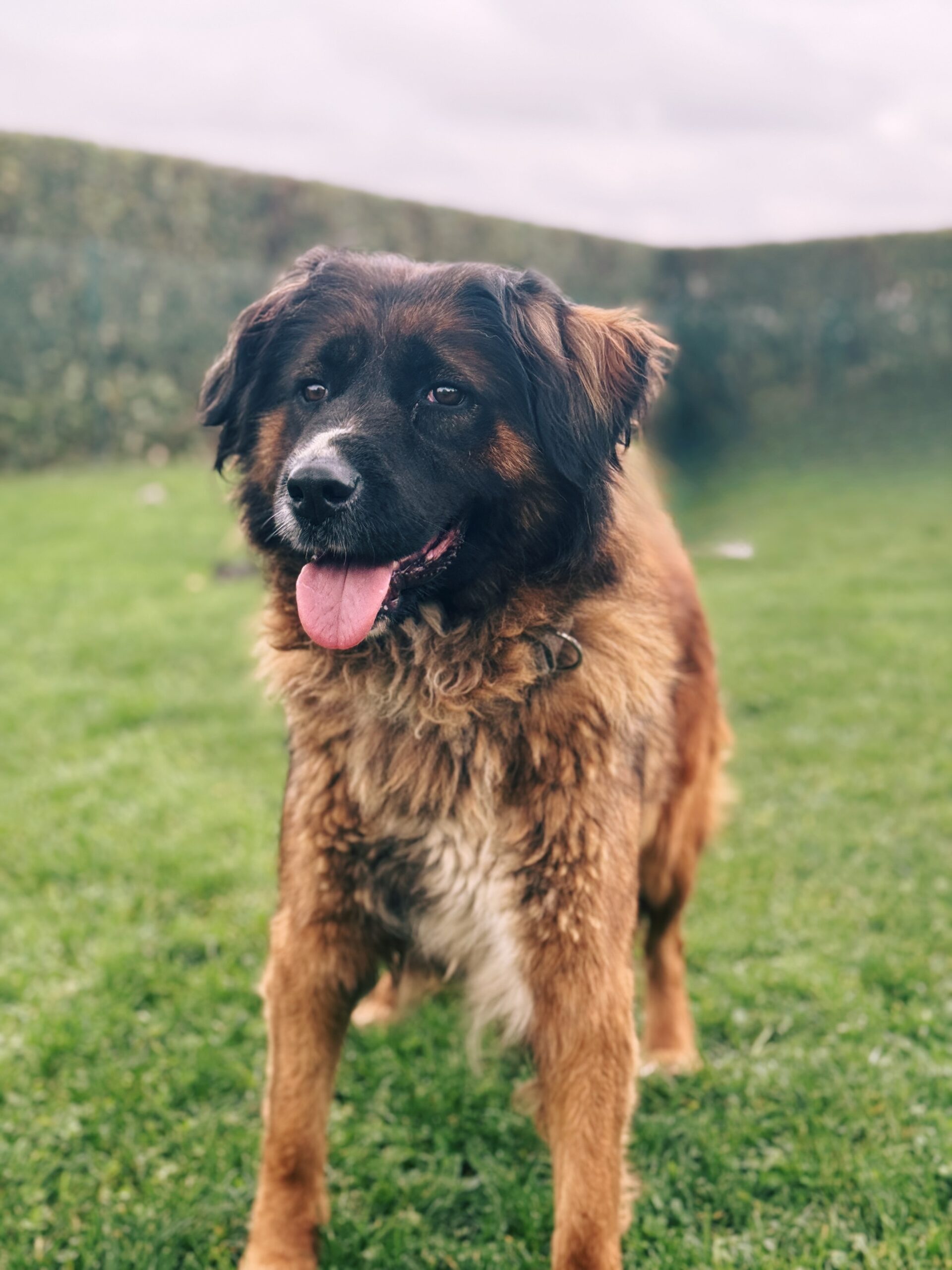 Minnie, chien à l'adoption chez Sans Collier