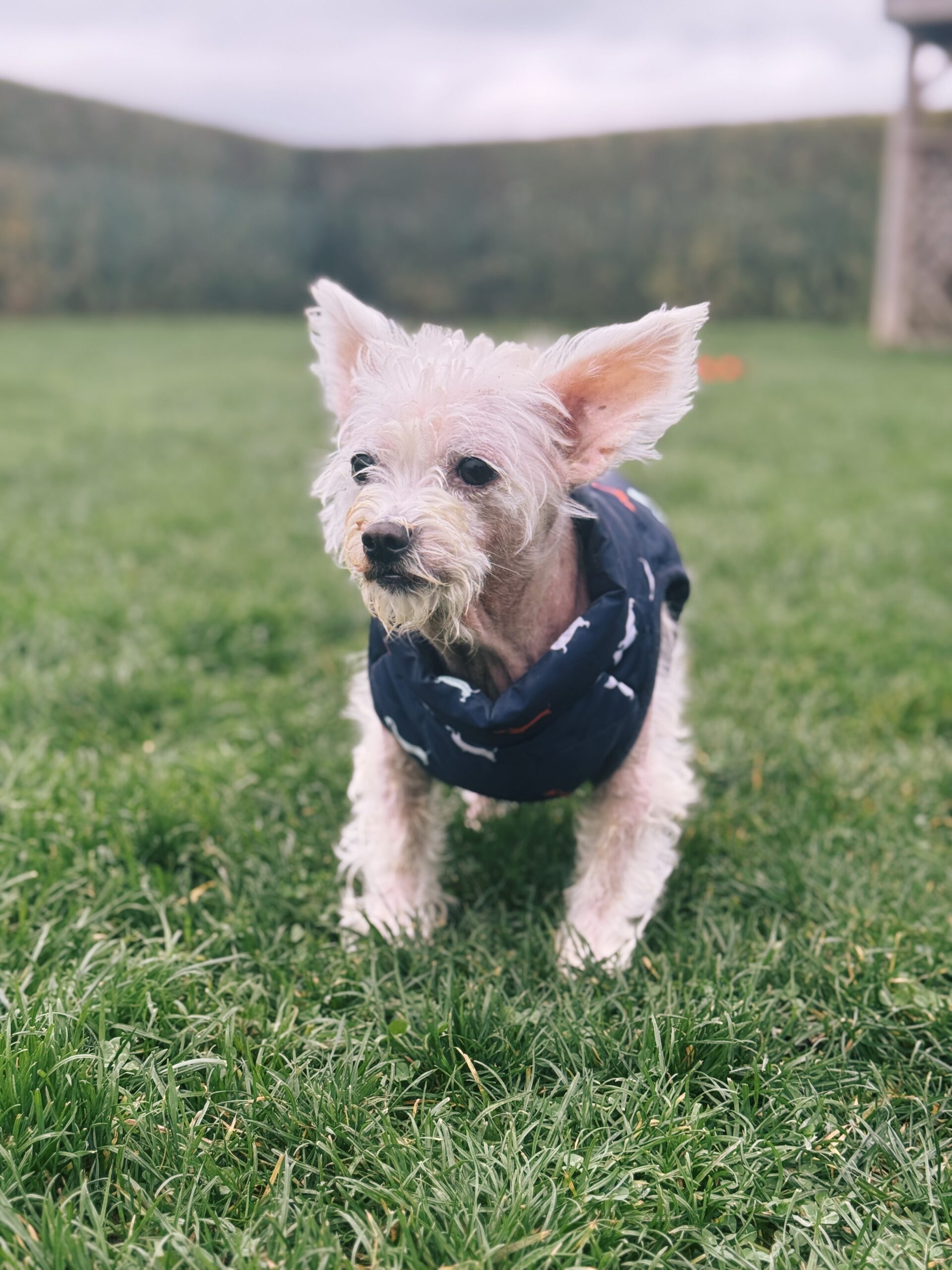 Chartreuse, chien à l'adoption chez Sans Collier