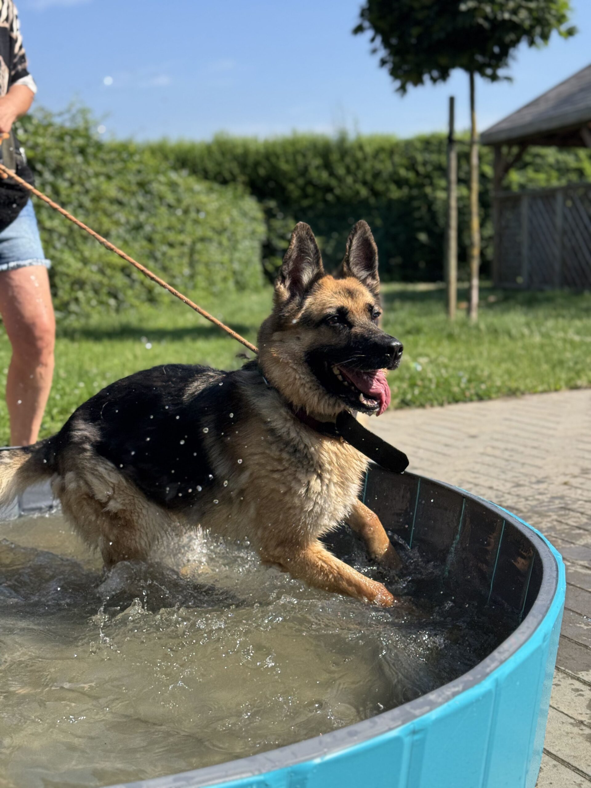Pria, chien à l'adoption chez Sans Collier