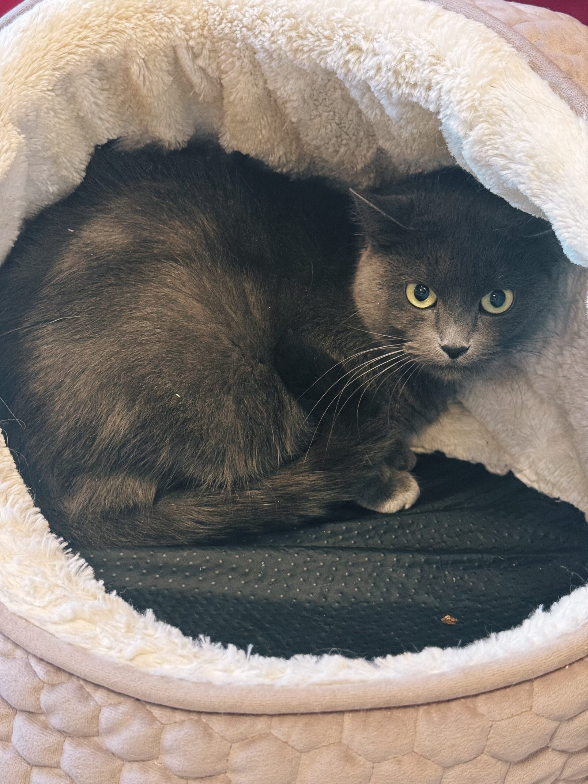 Chipie, chat à l'adoption chez Sans Collier