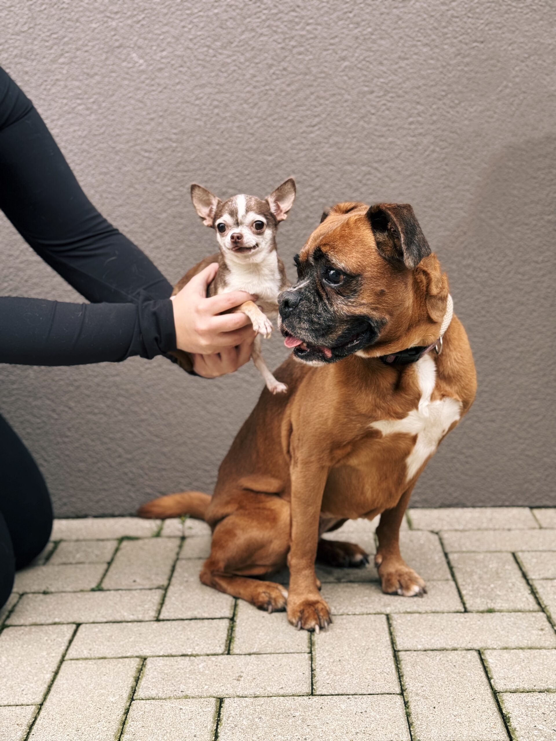 Nala & Lili, chiens à l'adoption chez Sans Collier