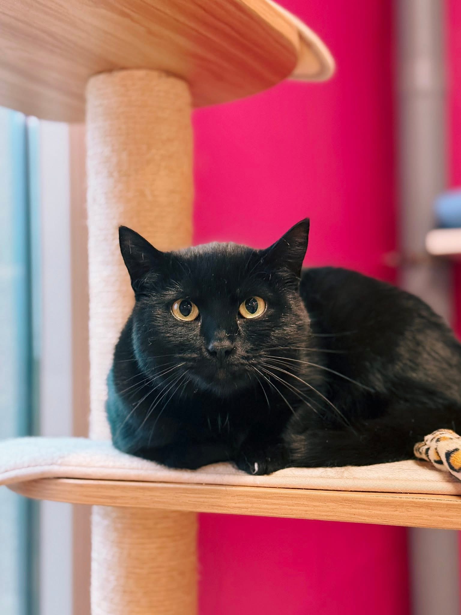 Belinda, chat à l'adoption chez Sans Collier