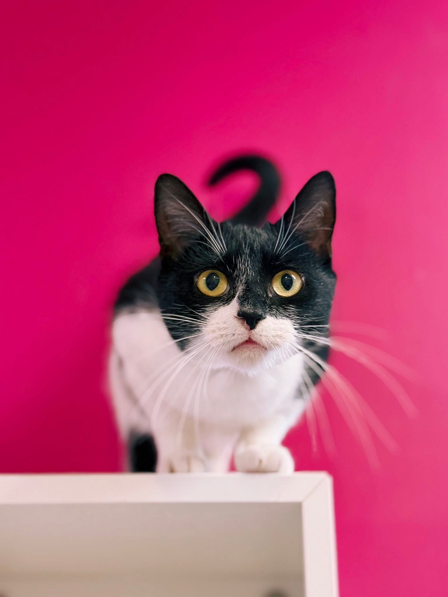 Nina, chat à l'adoption chez Sans Collier