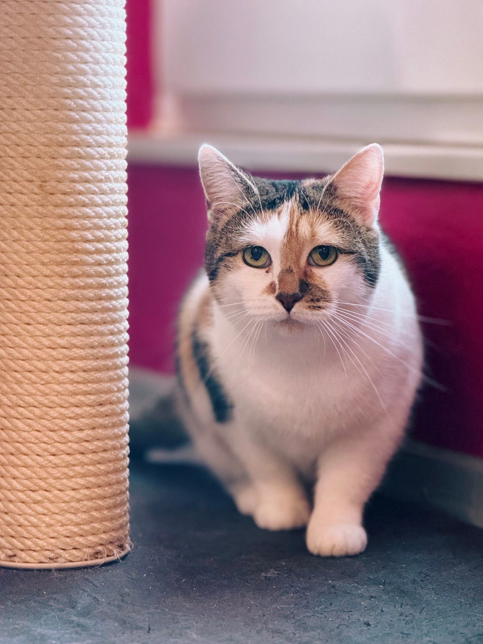 Chipie, chat à l'adoption chez Sans Collier