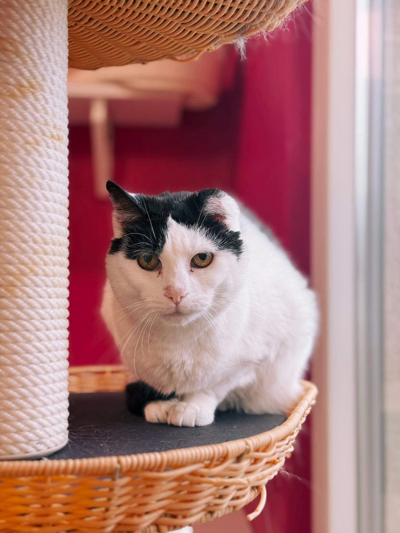 Vachette, chat à l'adoption chez Sans Collier
