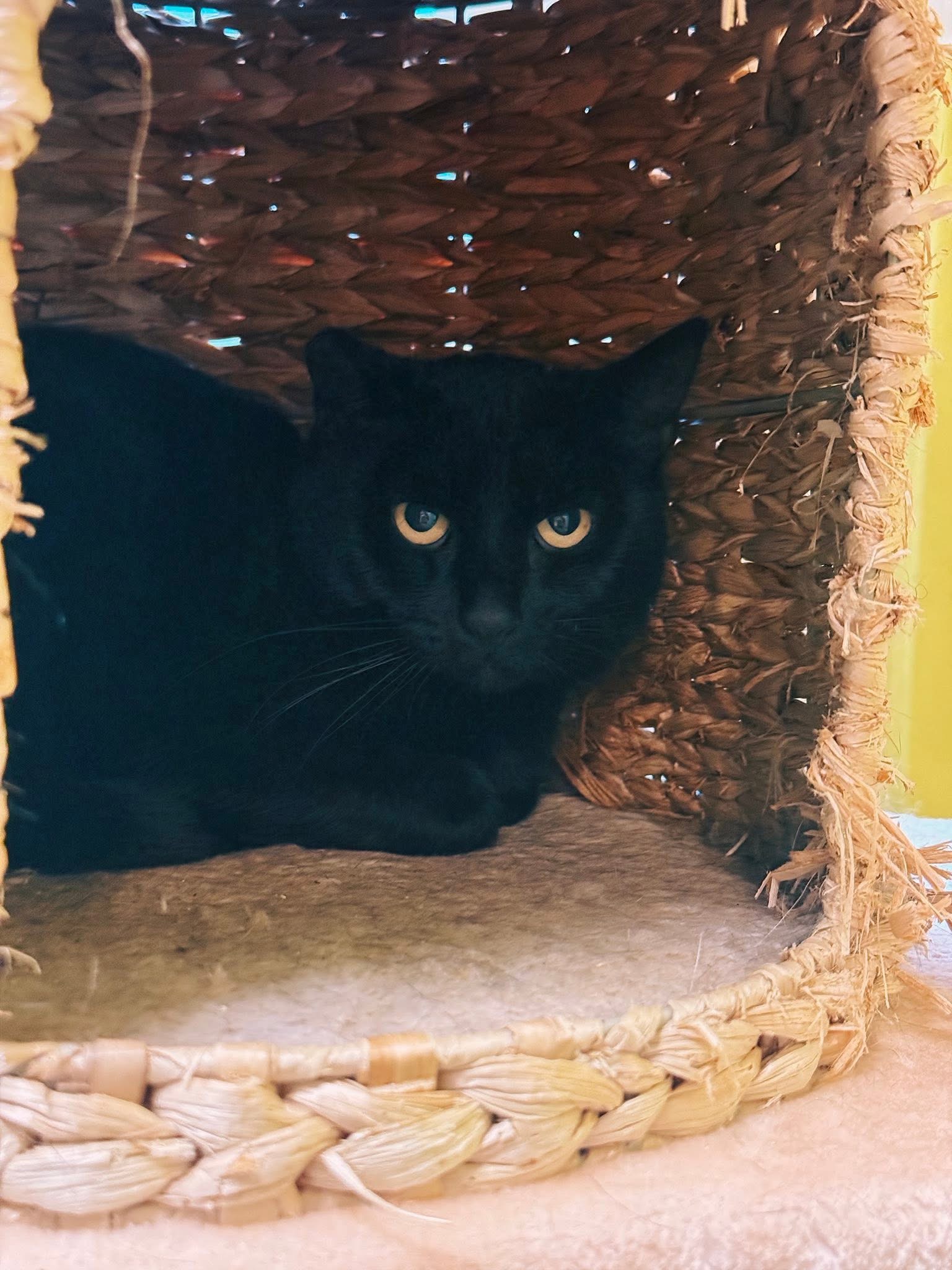 Keukou, chat à l'adoption chez Sans Collier