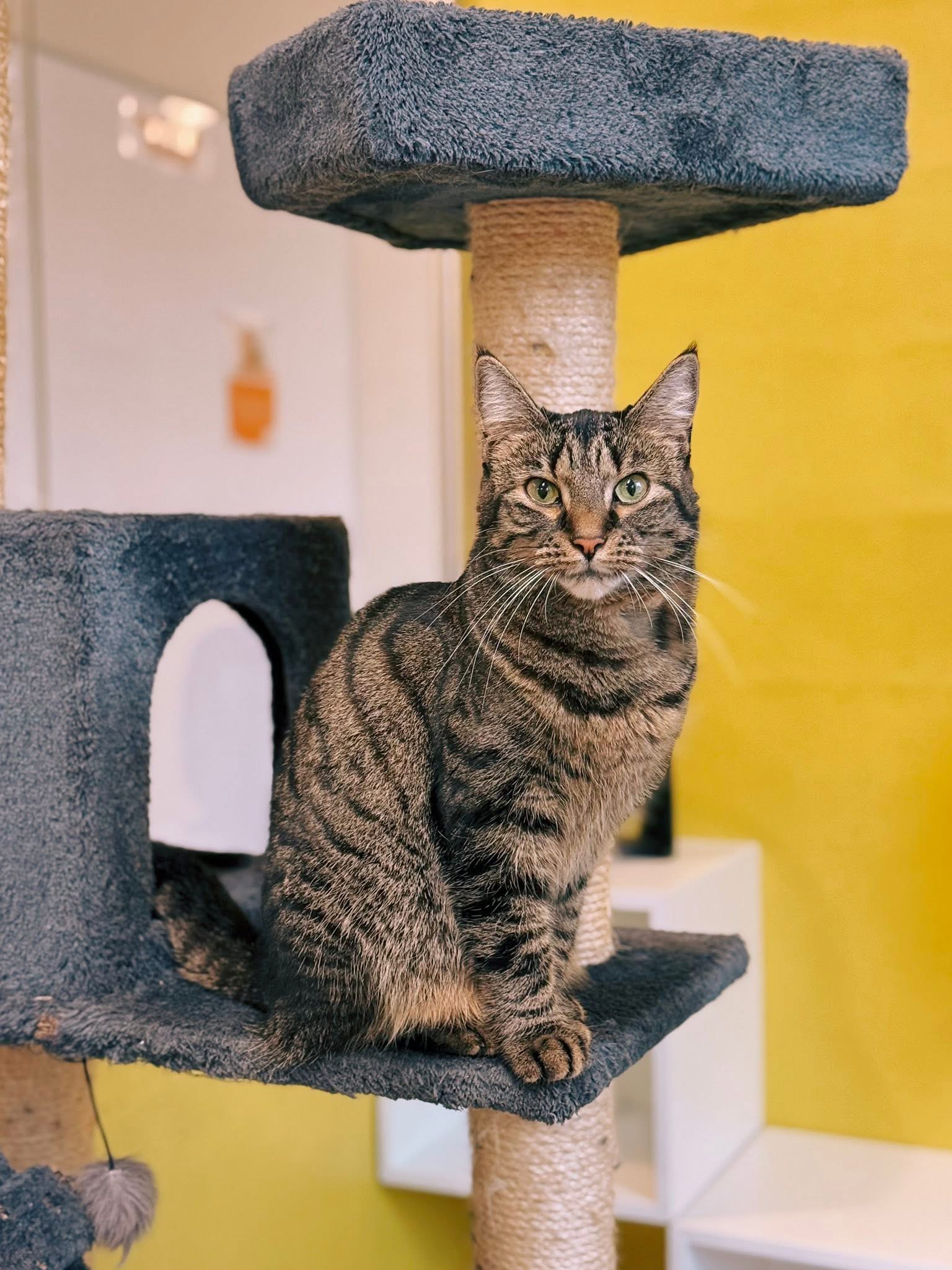 Edgard, chat à l'adoption chez Sans Collier