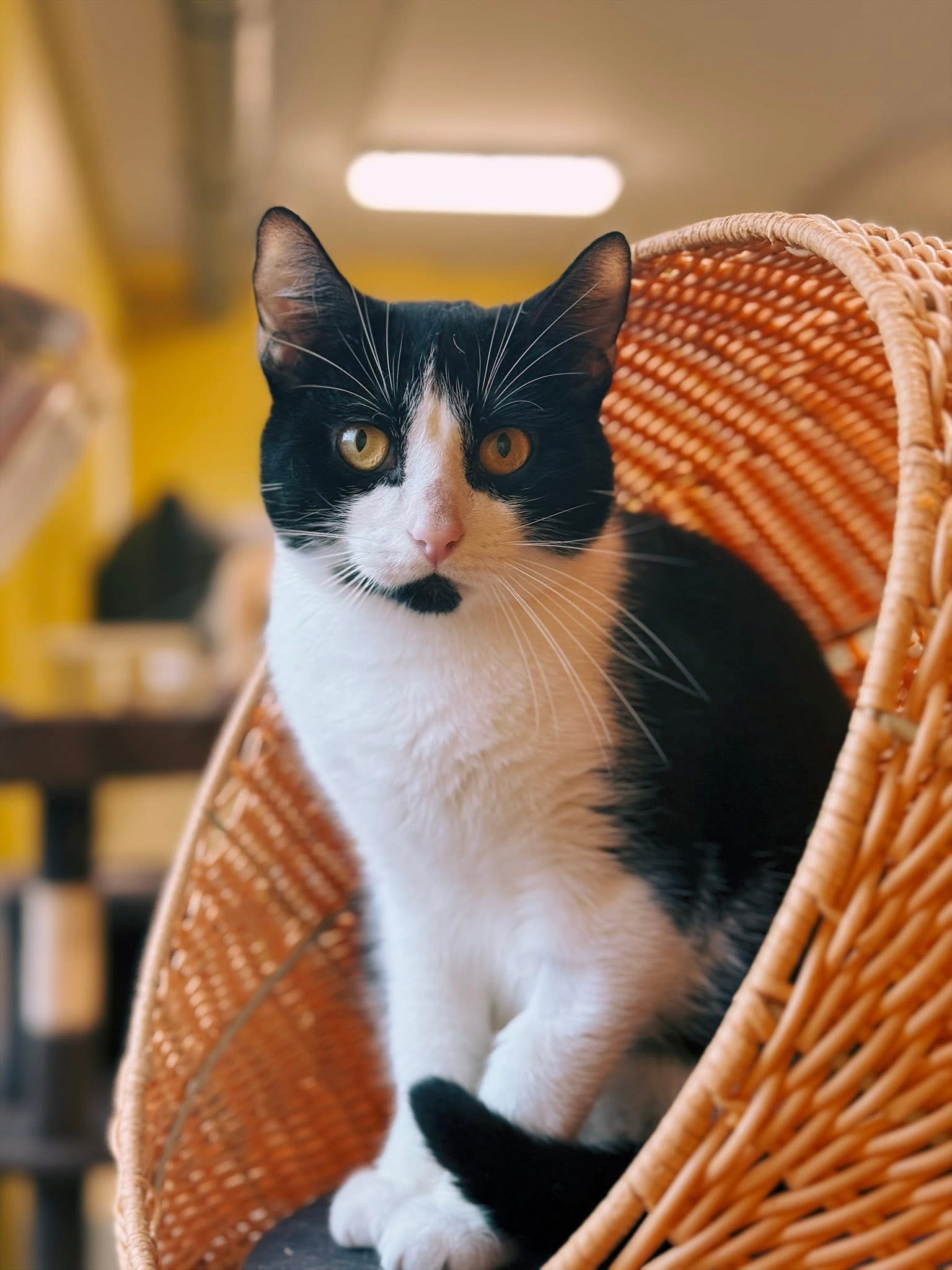 Inca, chat à l'adoption chez Sans Collier