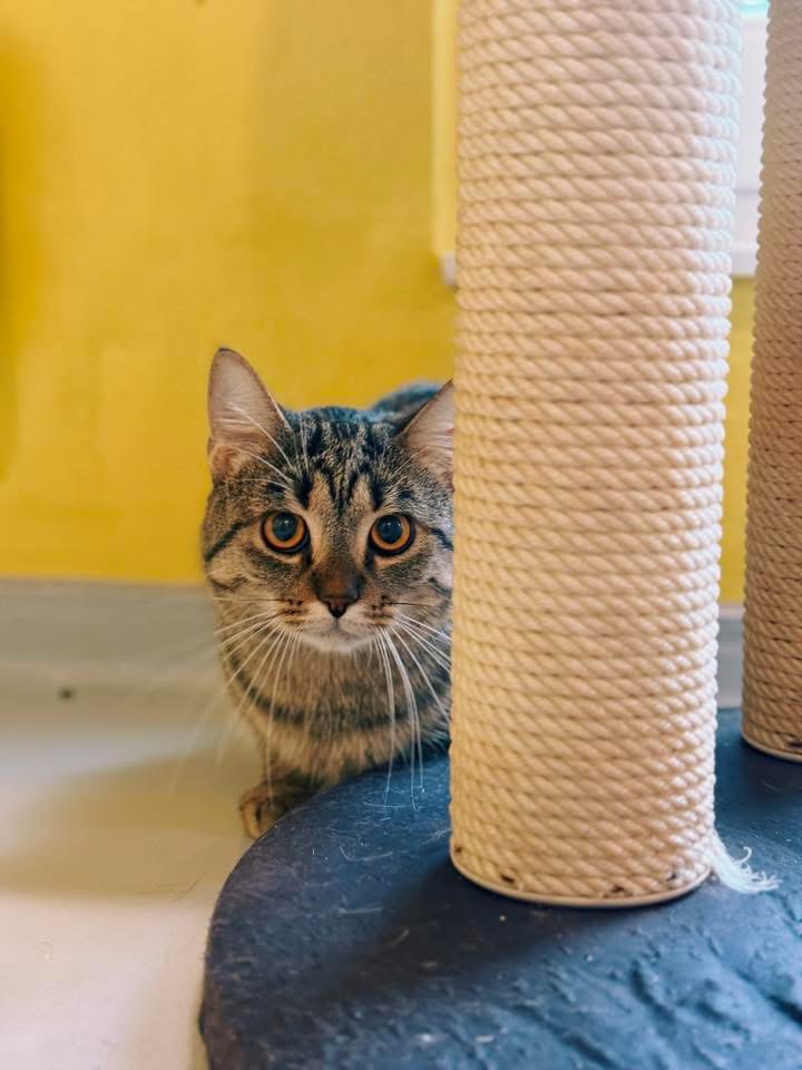 Bubba, chat à l'adoption chez Sans Collier