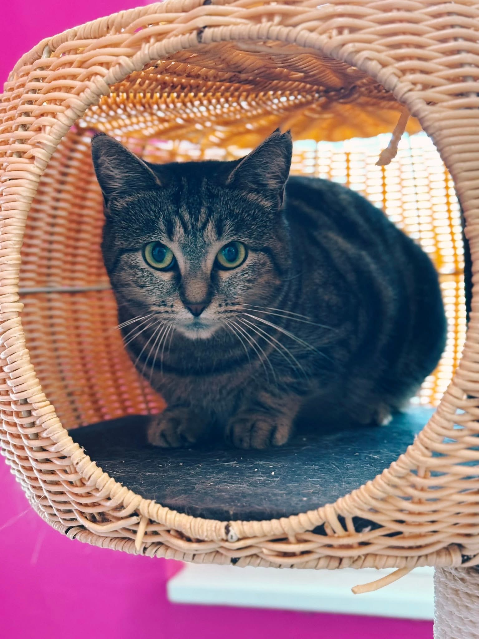 Sandy, chat à l'adoption chez Sans Collier