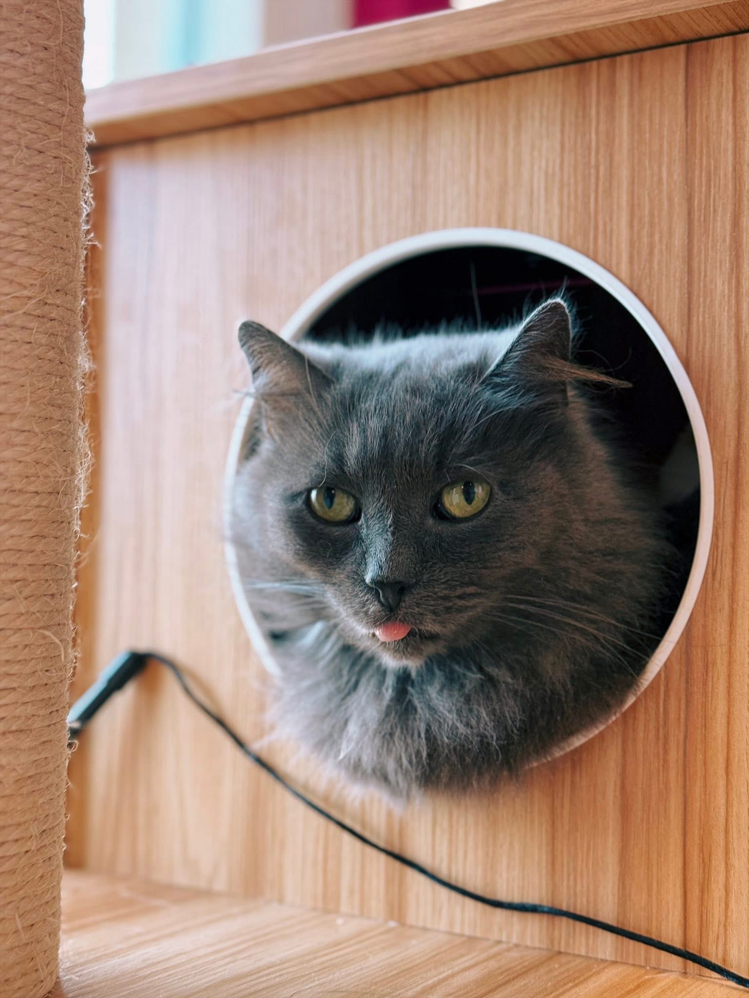 Marius, chat à l'adoption chez Sans Collier