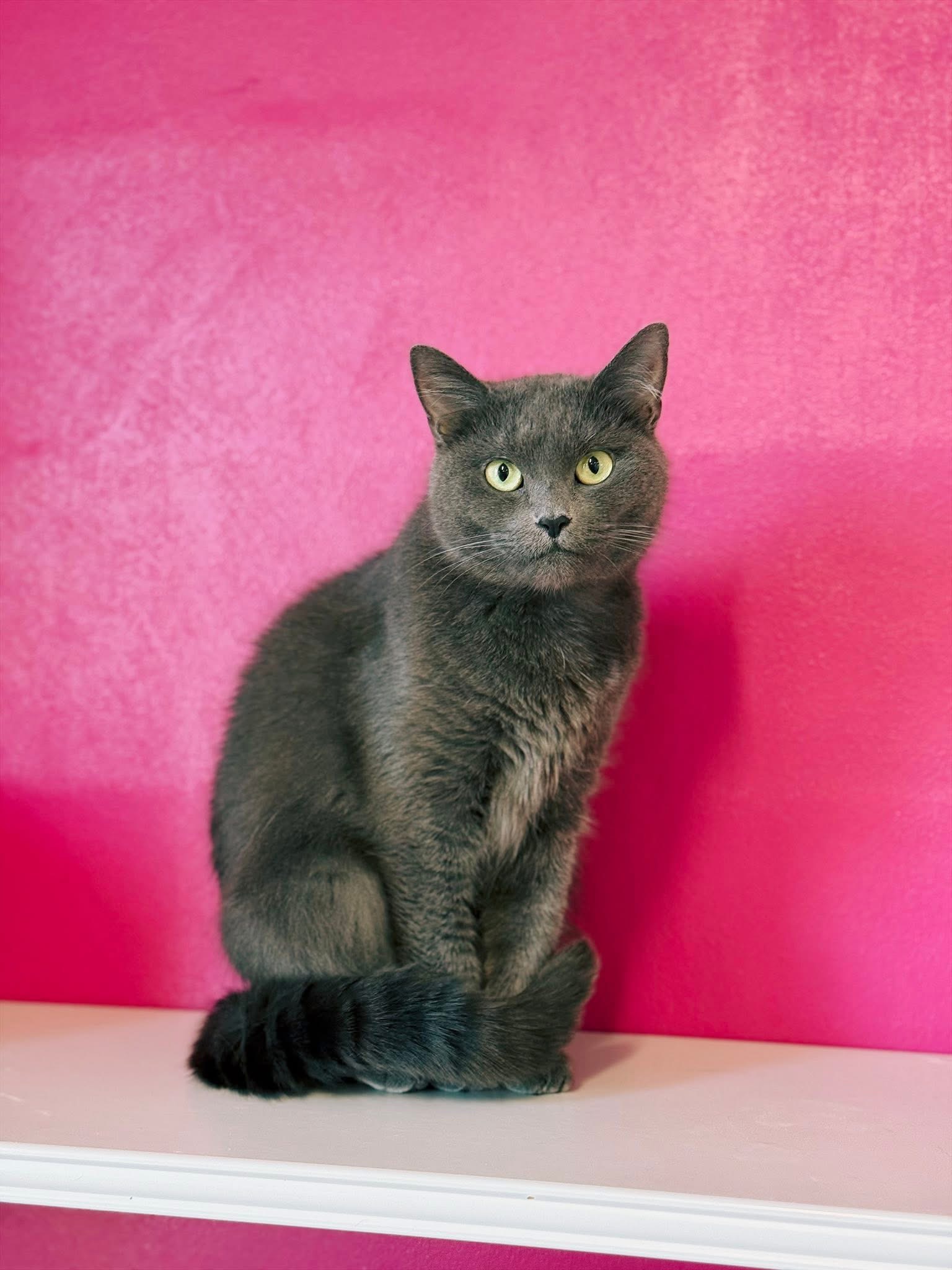 Chipie, chat à l'adoption chez Sans Collier