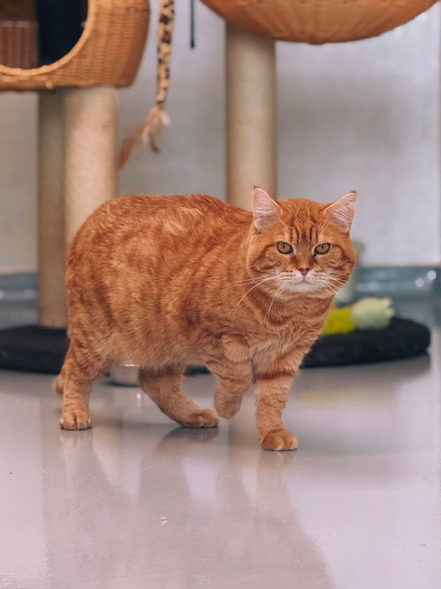 Roucky, chat à l'adoption chez Sans Collier