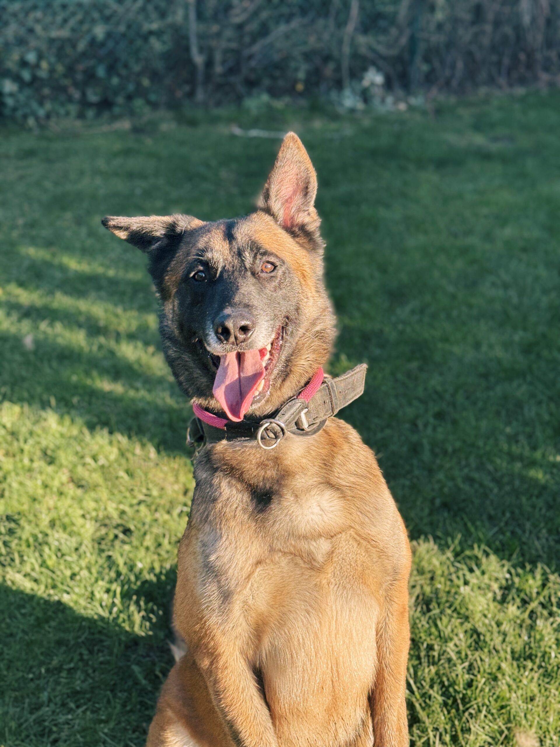 Marley, chien à l'adoption chez Sans Collier