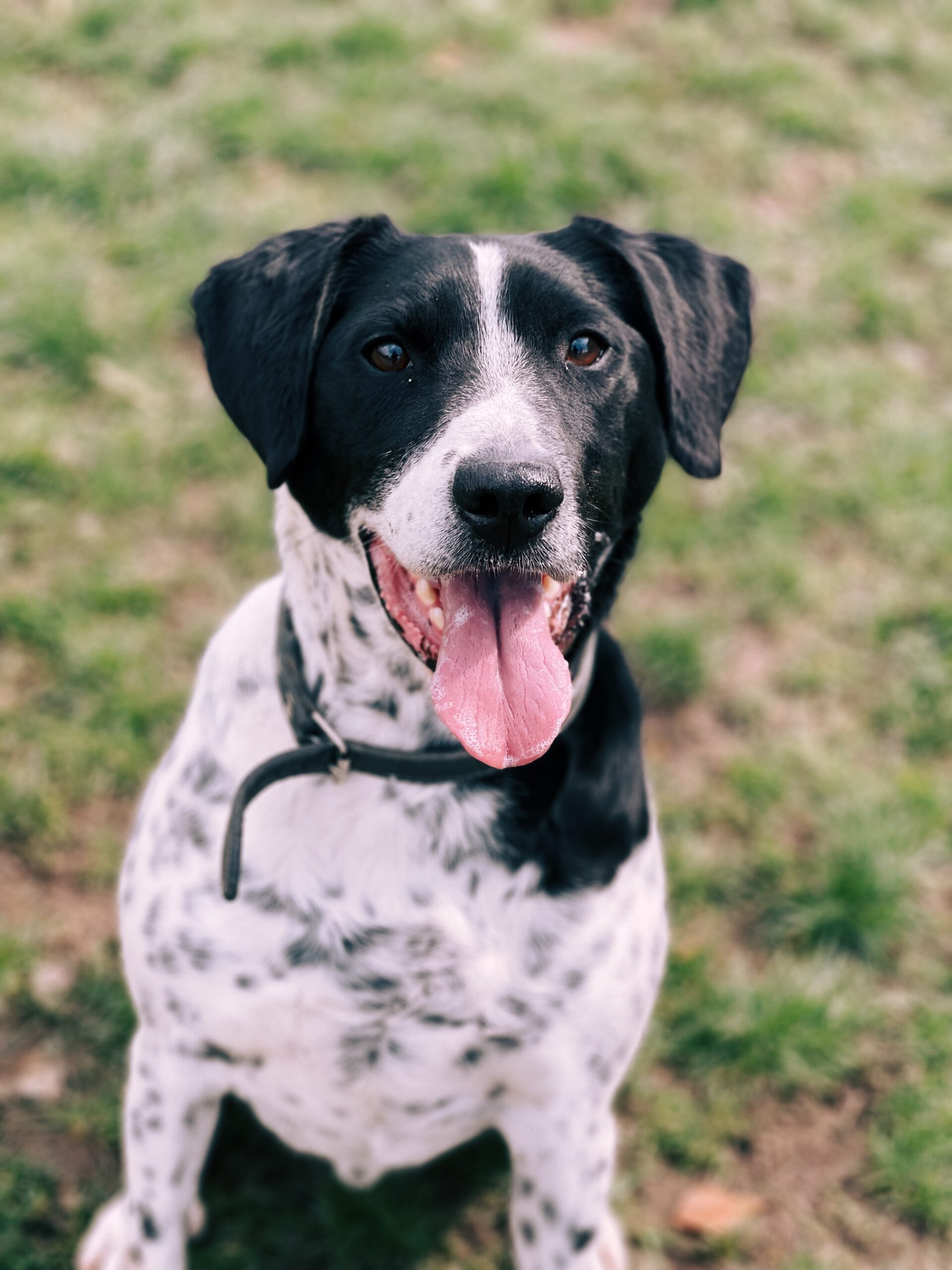 Newton, chien à l'adoption chez Sans Collier