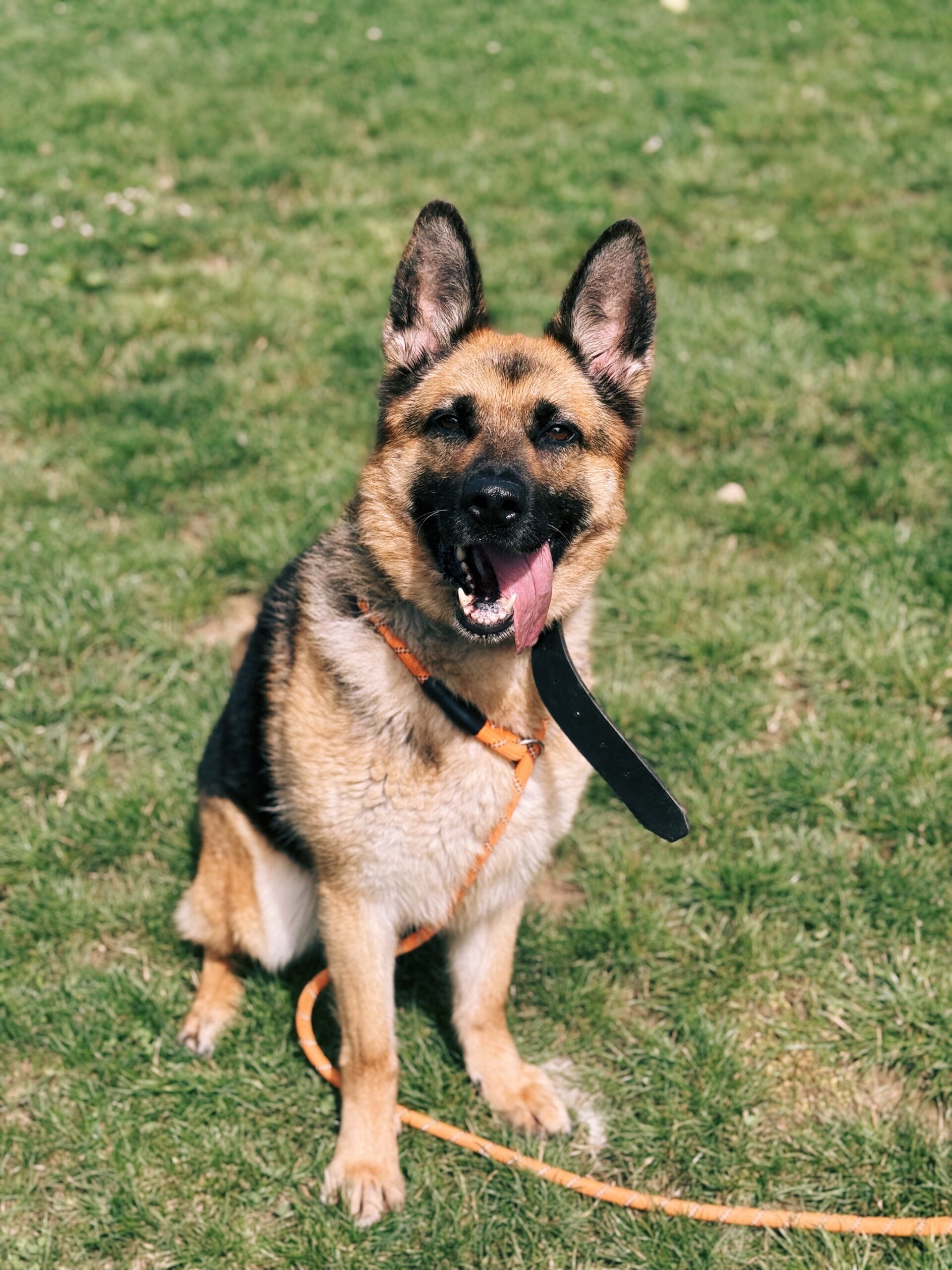 Pria, chien à l'adoption chez Sans Collier