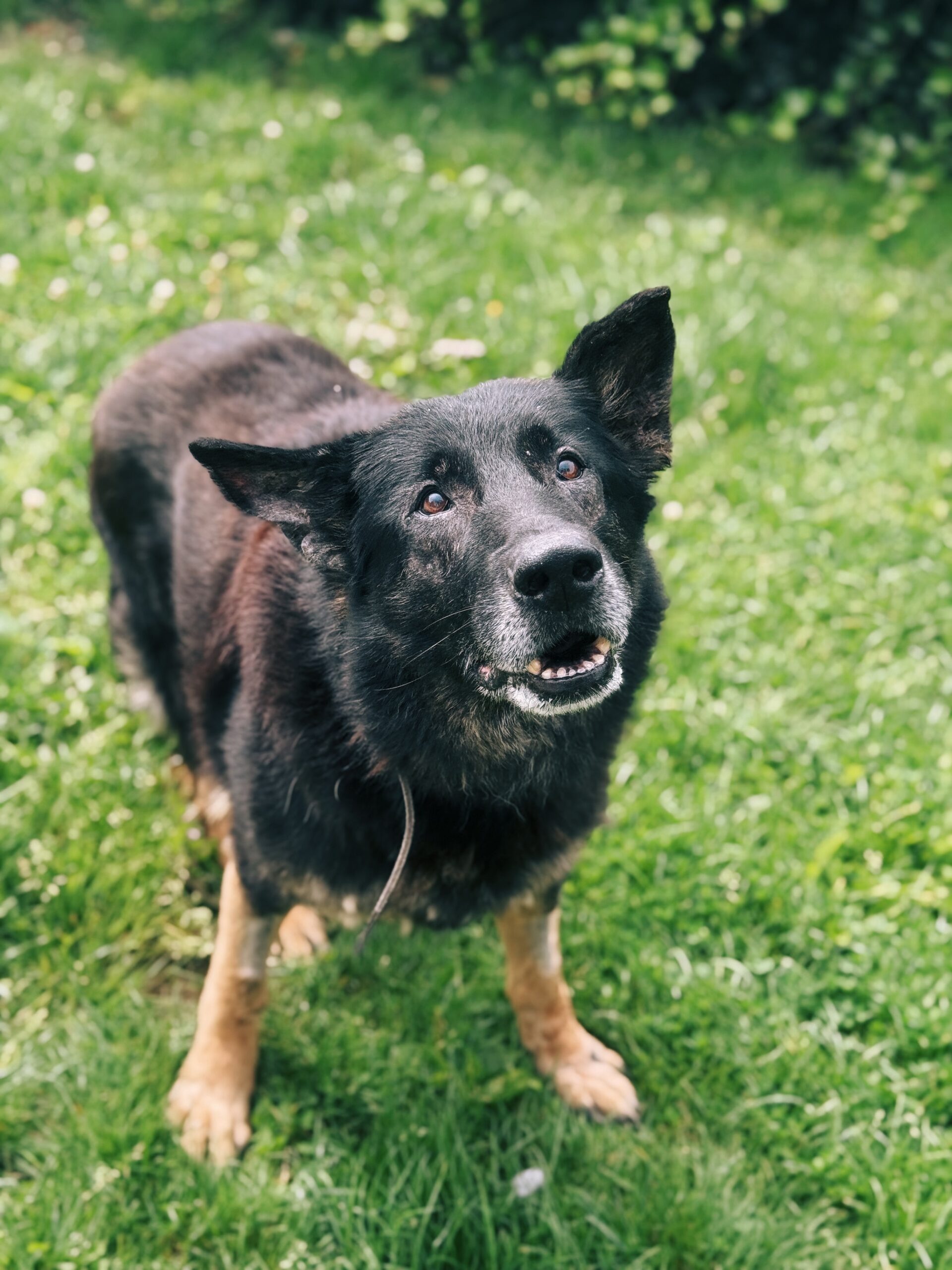 Aïko, chien à l'adoption chez Sans Collier