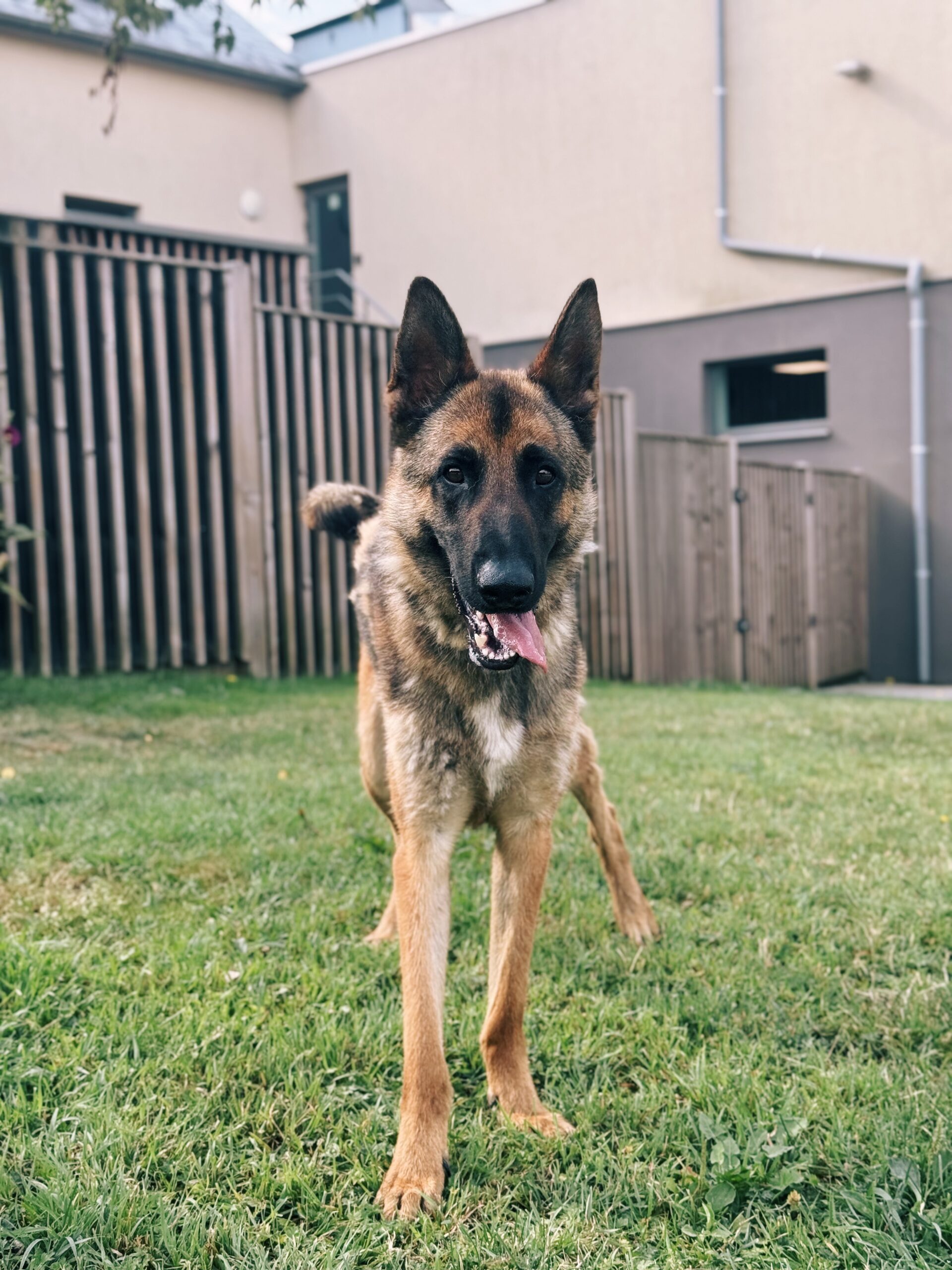 Rex, chien à l'adoption chez Sans Collier