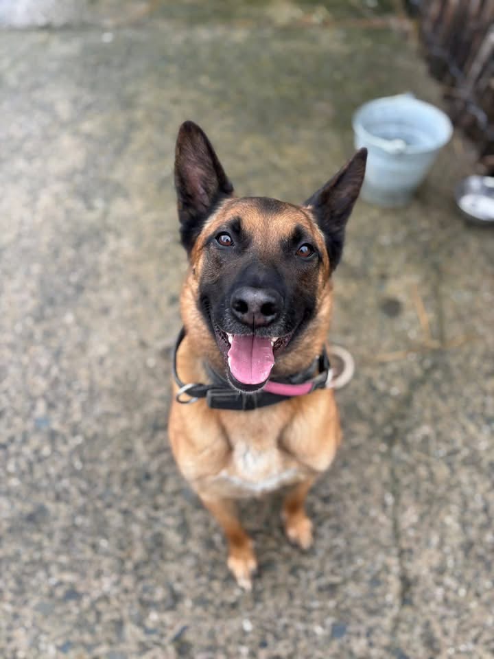 Rex, chien à l'adoption chez Sans Collier