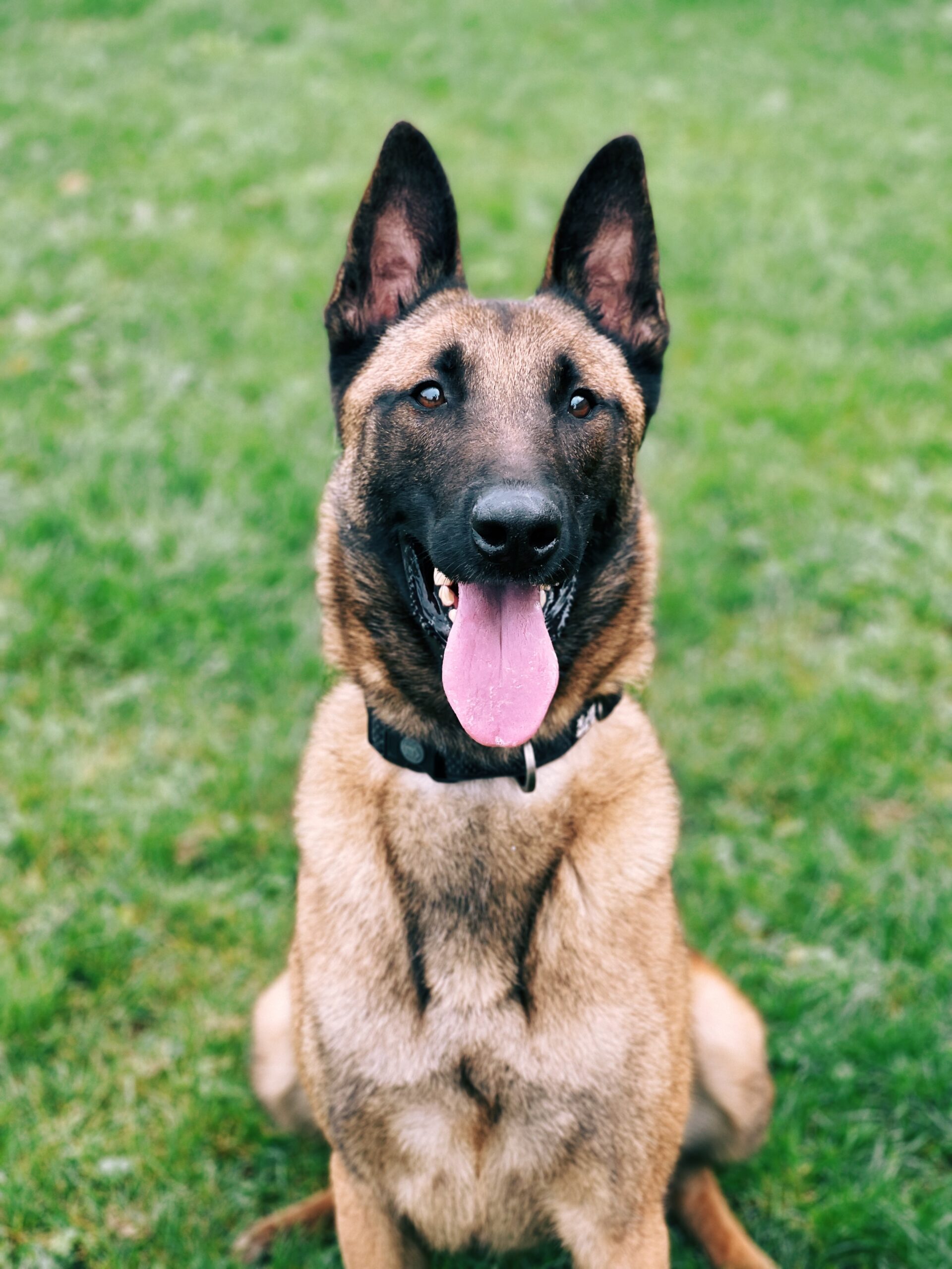 Charly, chien à l'adoption chez Sans Collier