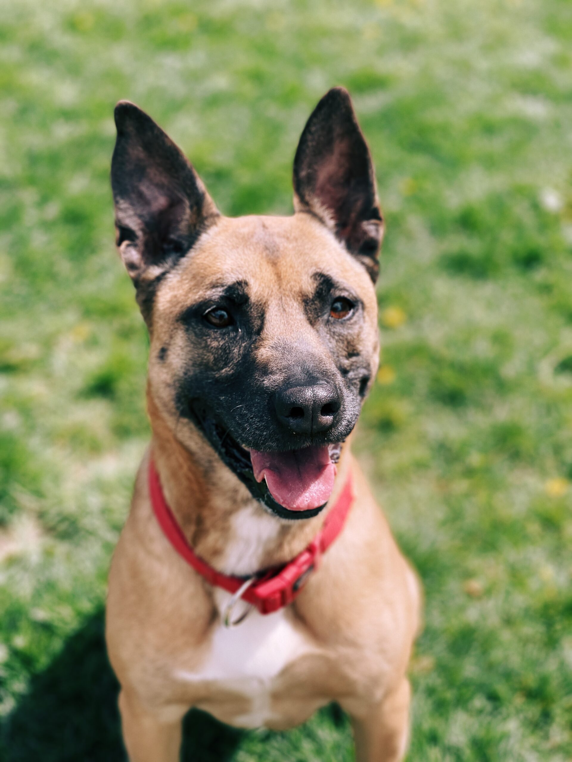 Vania, chien à l'adoption chez Sans Collier
