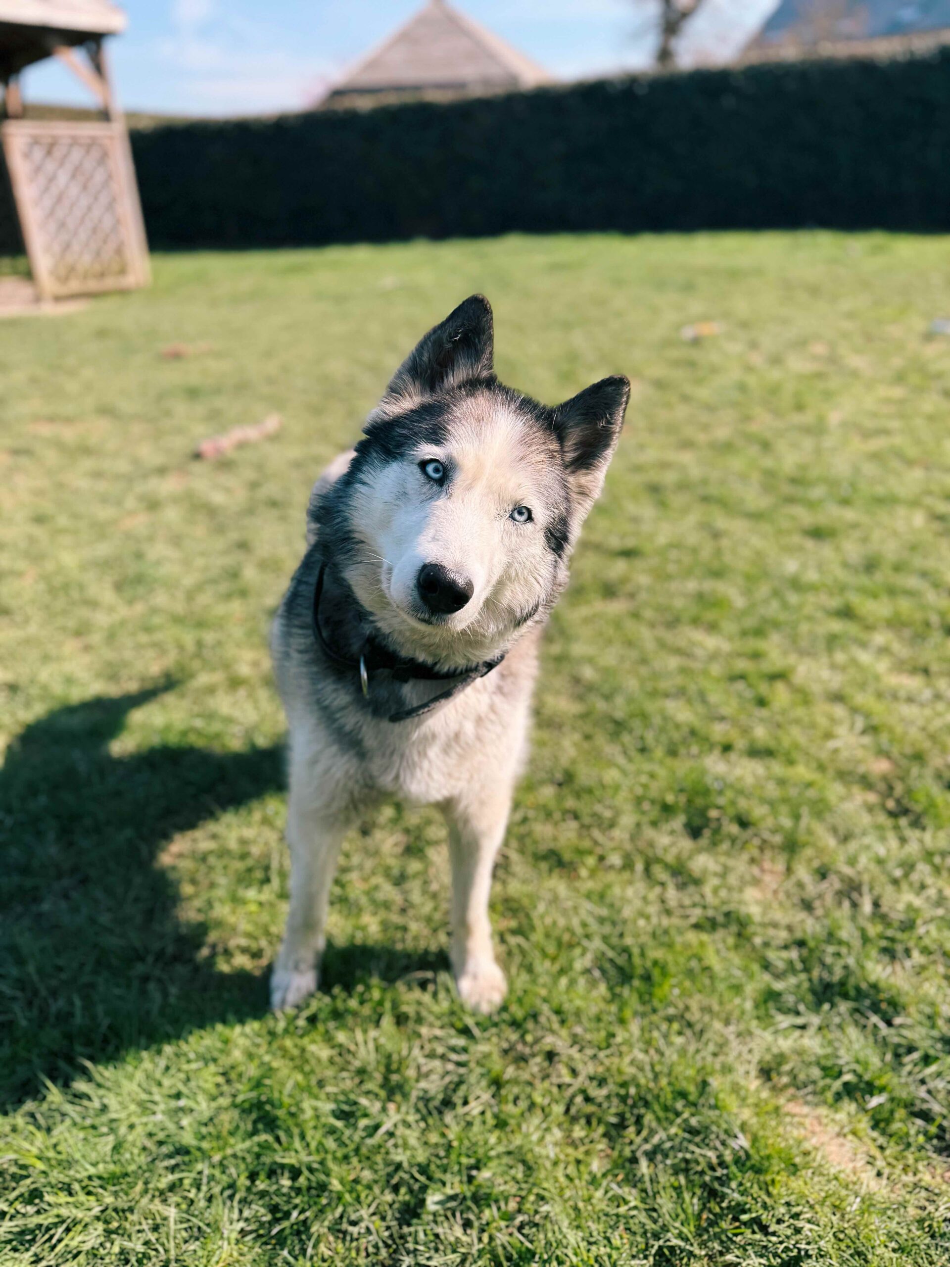 Blue, chien à l'adoption chez Sans Collier