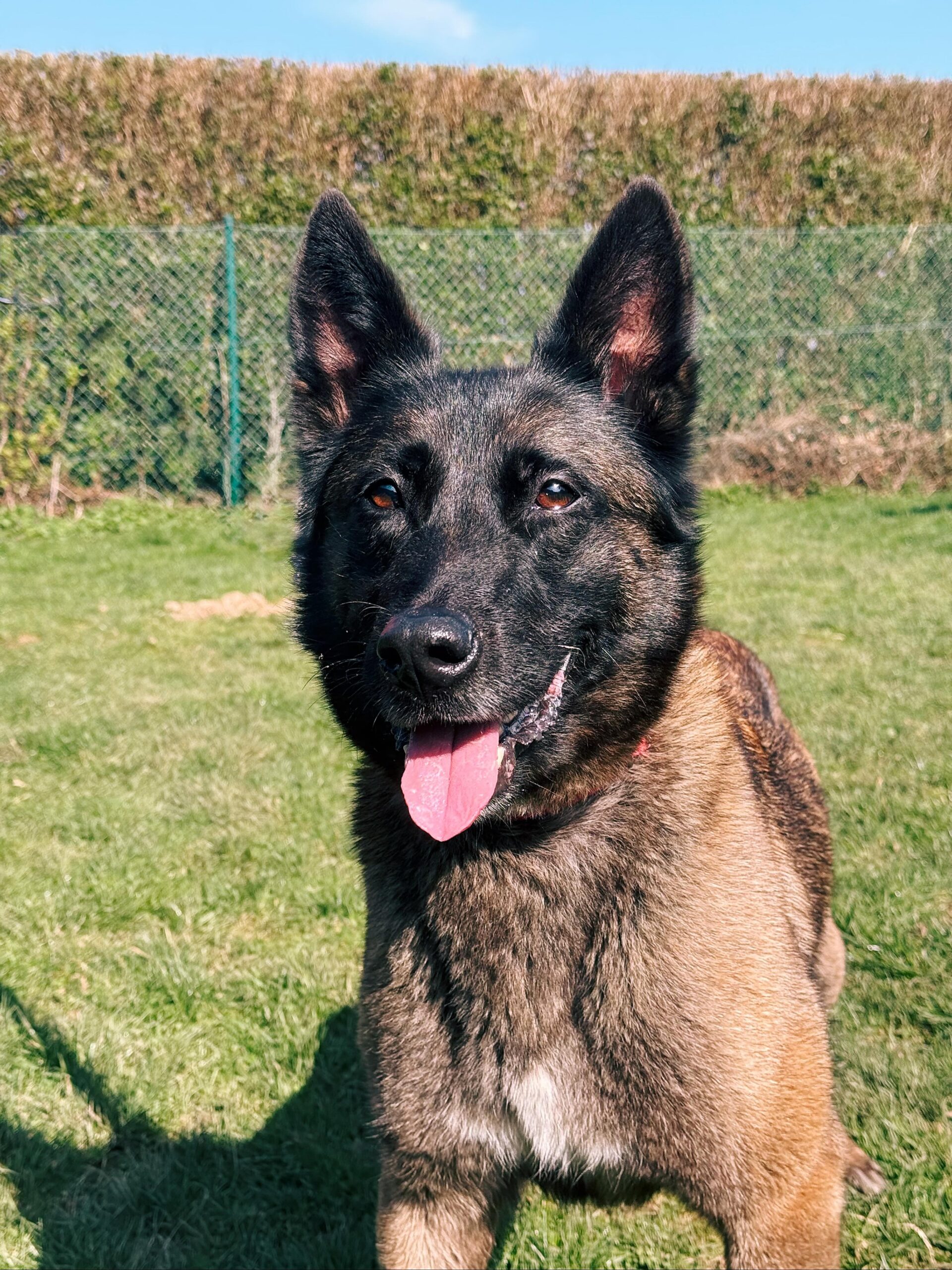Shana, chien à l'adoption chez Sans Collier