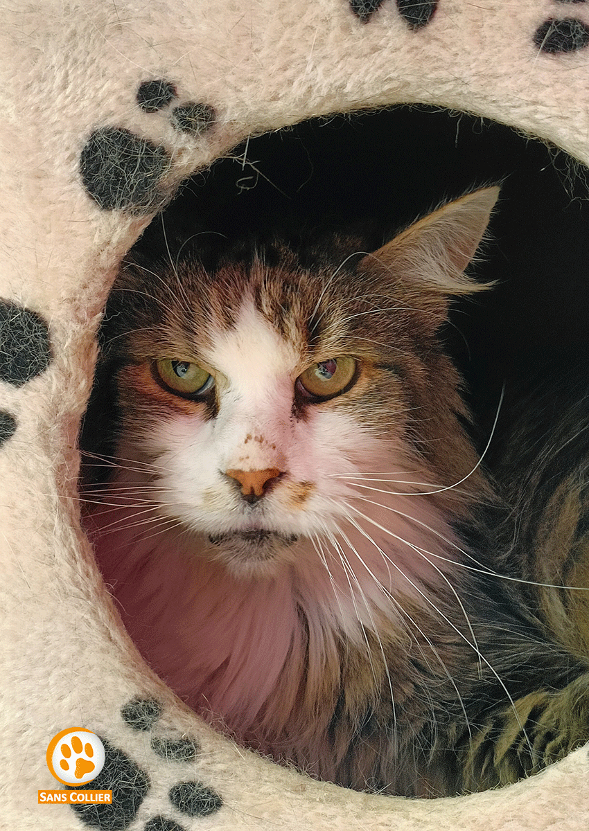 Isidor, chat à l'adoption chez Sans Collier