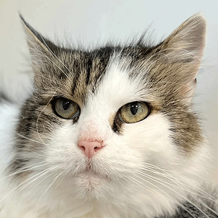 Jojo, chat à l'adoption chez Sans Collier