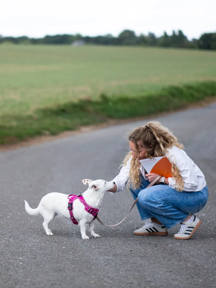 Les adoption Sans Collier