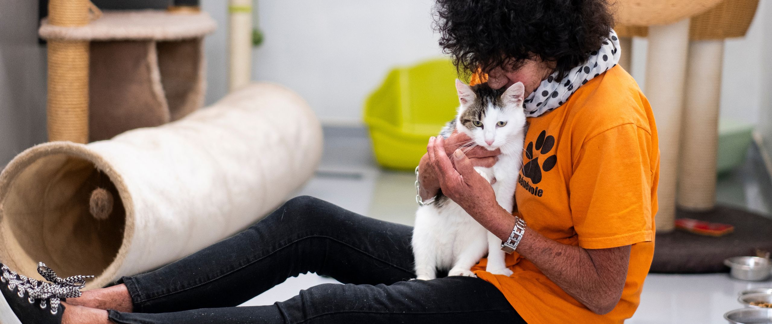 Les chats à adopter
