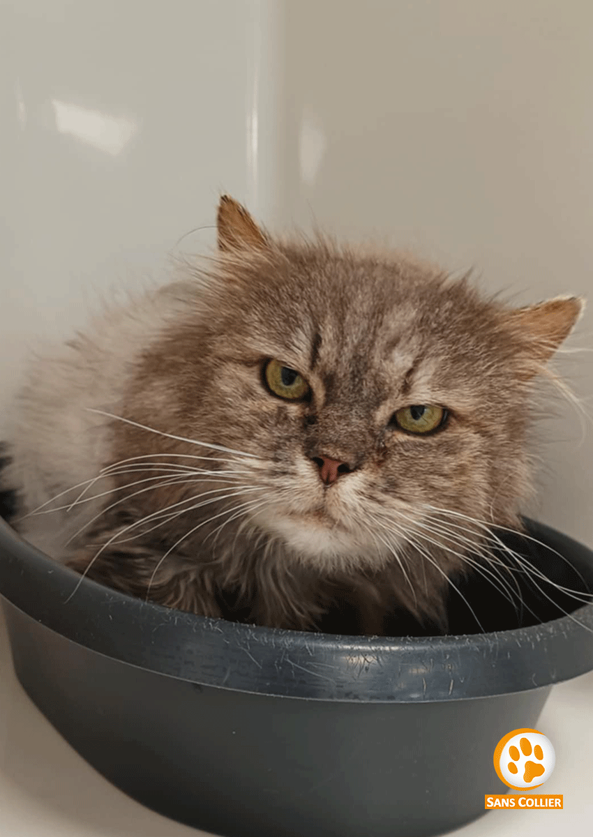 Lily, chat à l'adoption chez Sans Collier