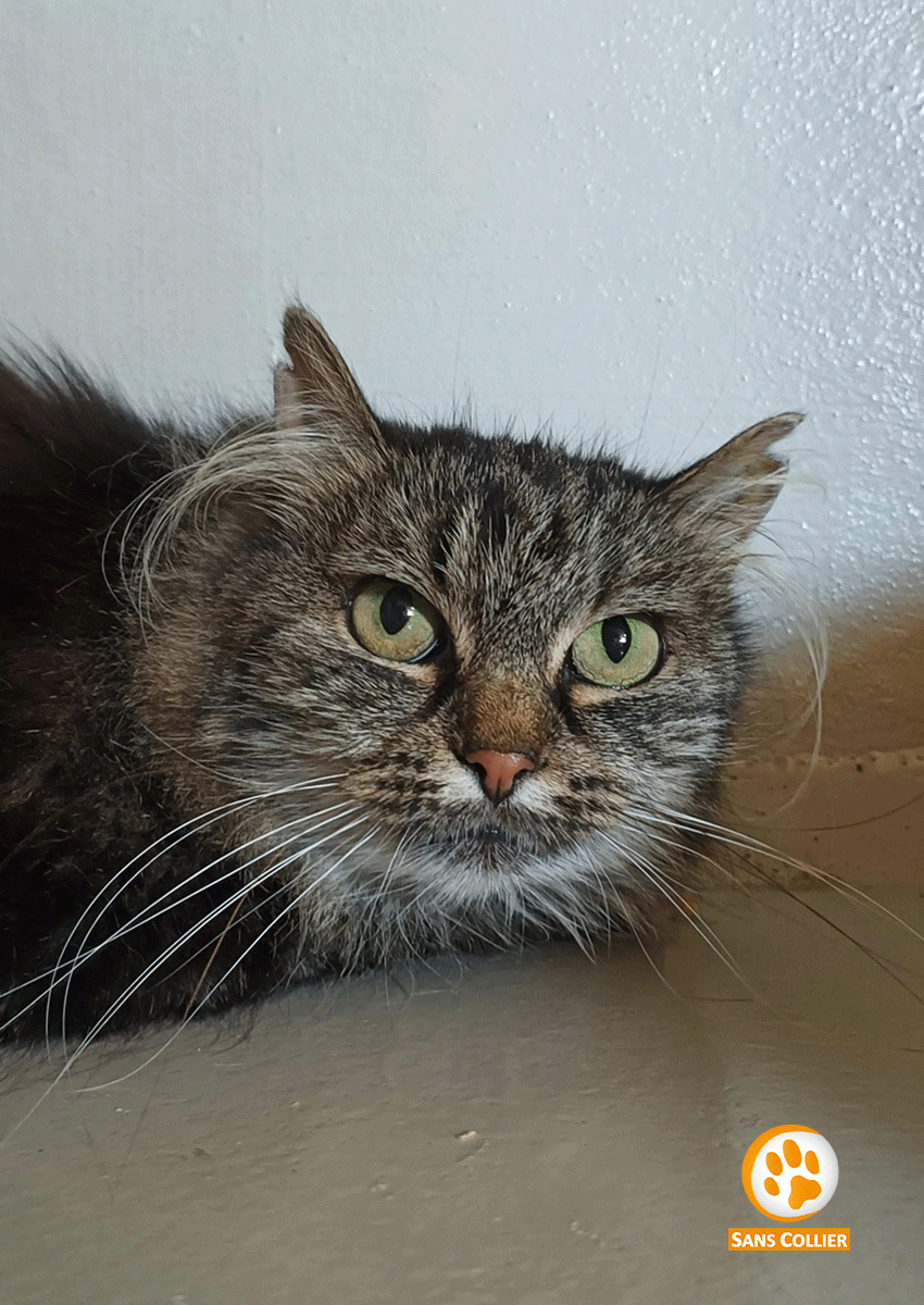 Liza, chat à l'adoption chez Sans Collier