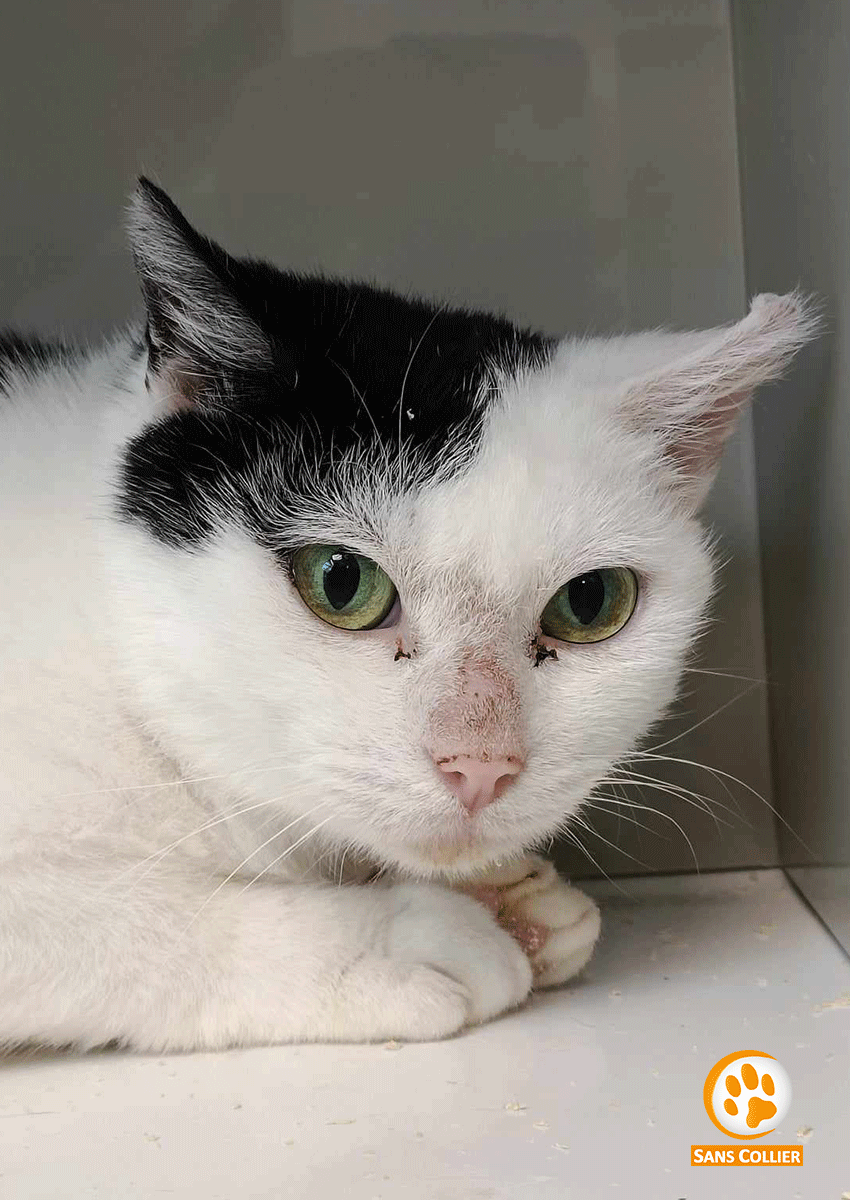 Madelaine, chat à l'adoption chez Sans Collier