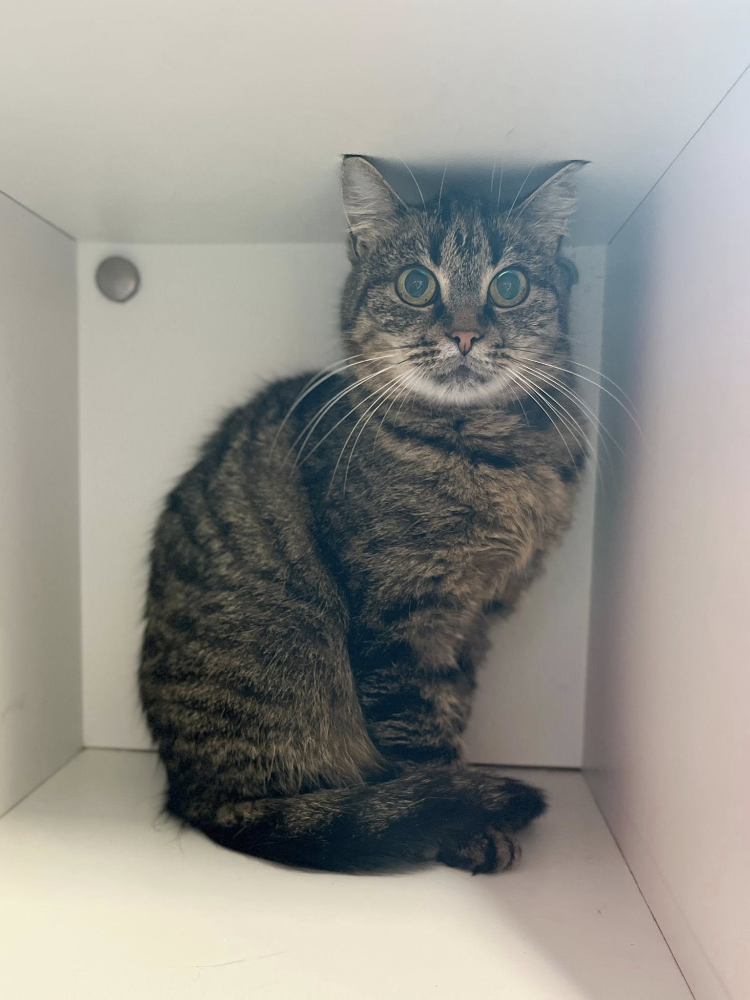 Maggy, chat à l'adoption chez Sans Collier