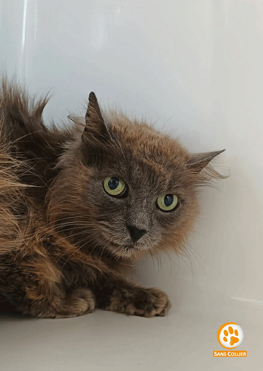 Marius, chat à l'adoption chez Sans Collier