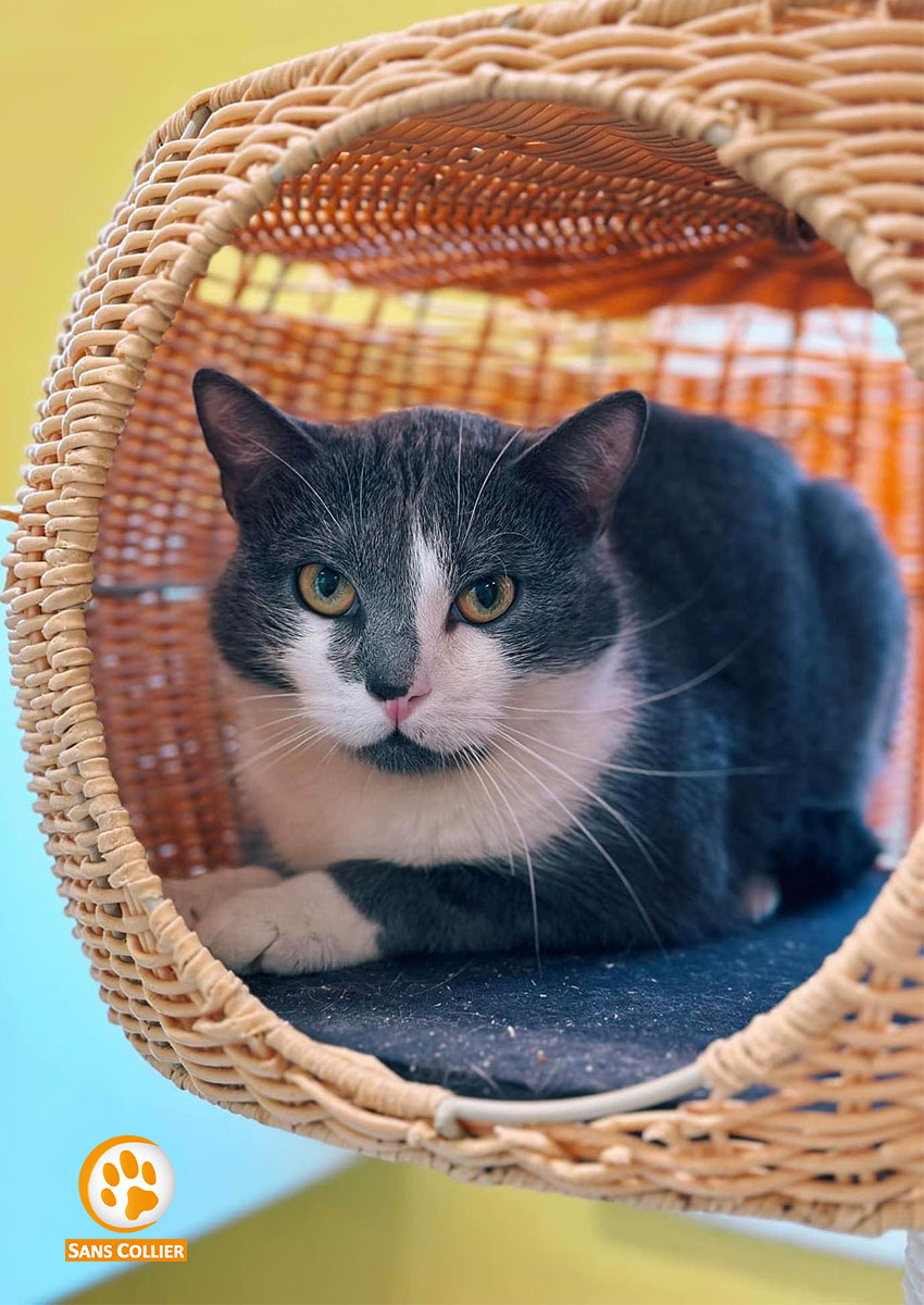 Matchata, chat à l'adoption chez Sans Collier