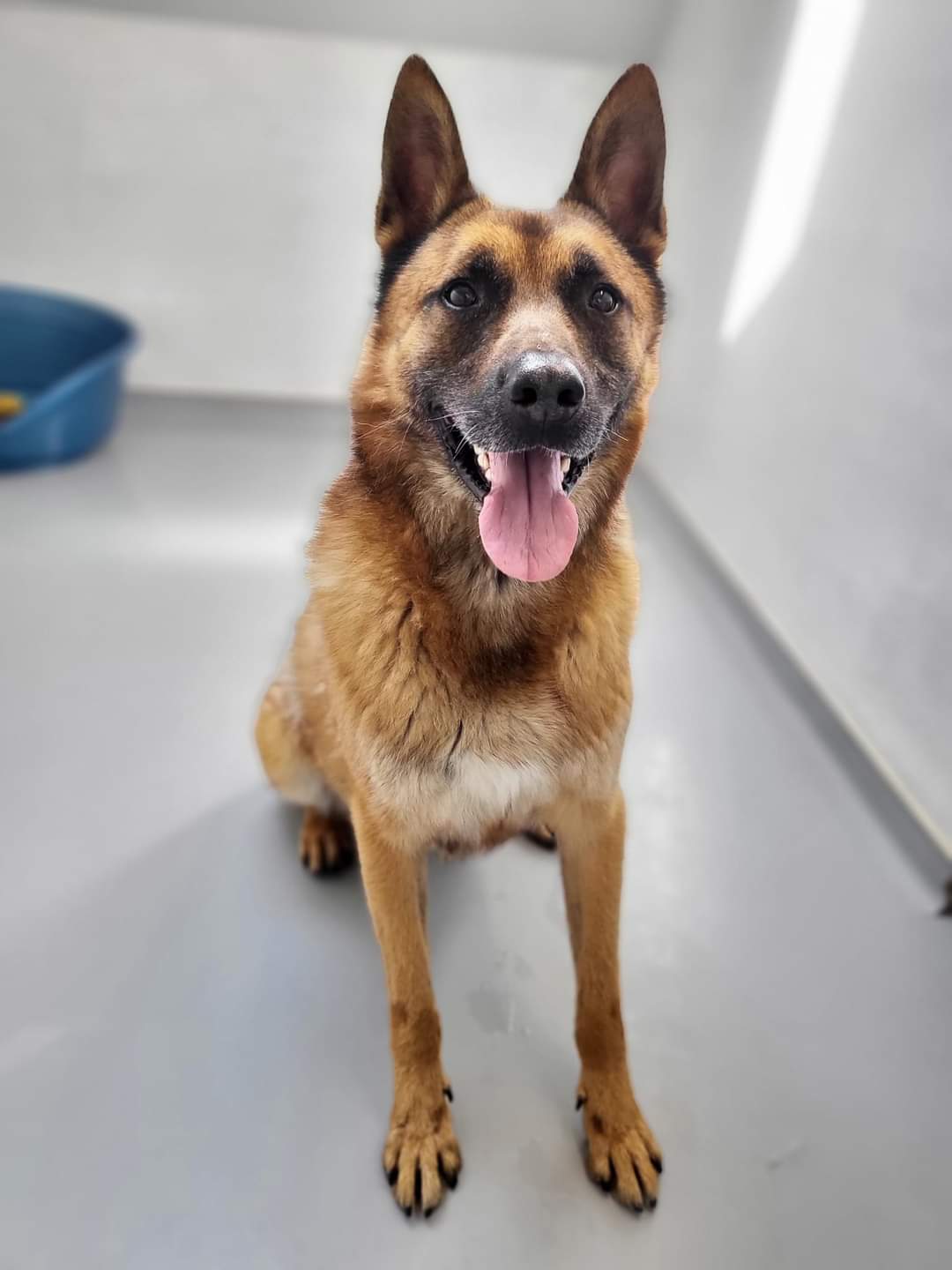Max, chien à l'adoption chez Sans Collier
