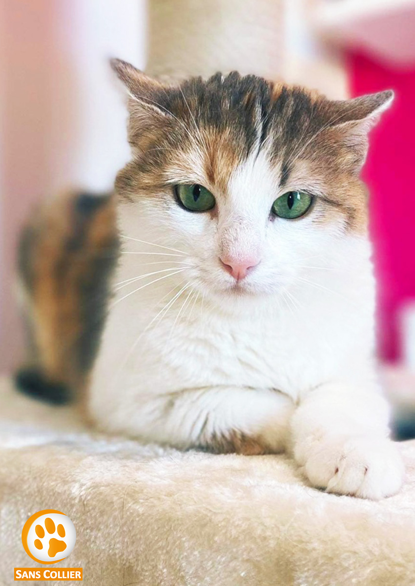 Maya, chat à l'adoption chez Sans Collier