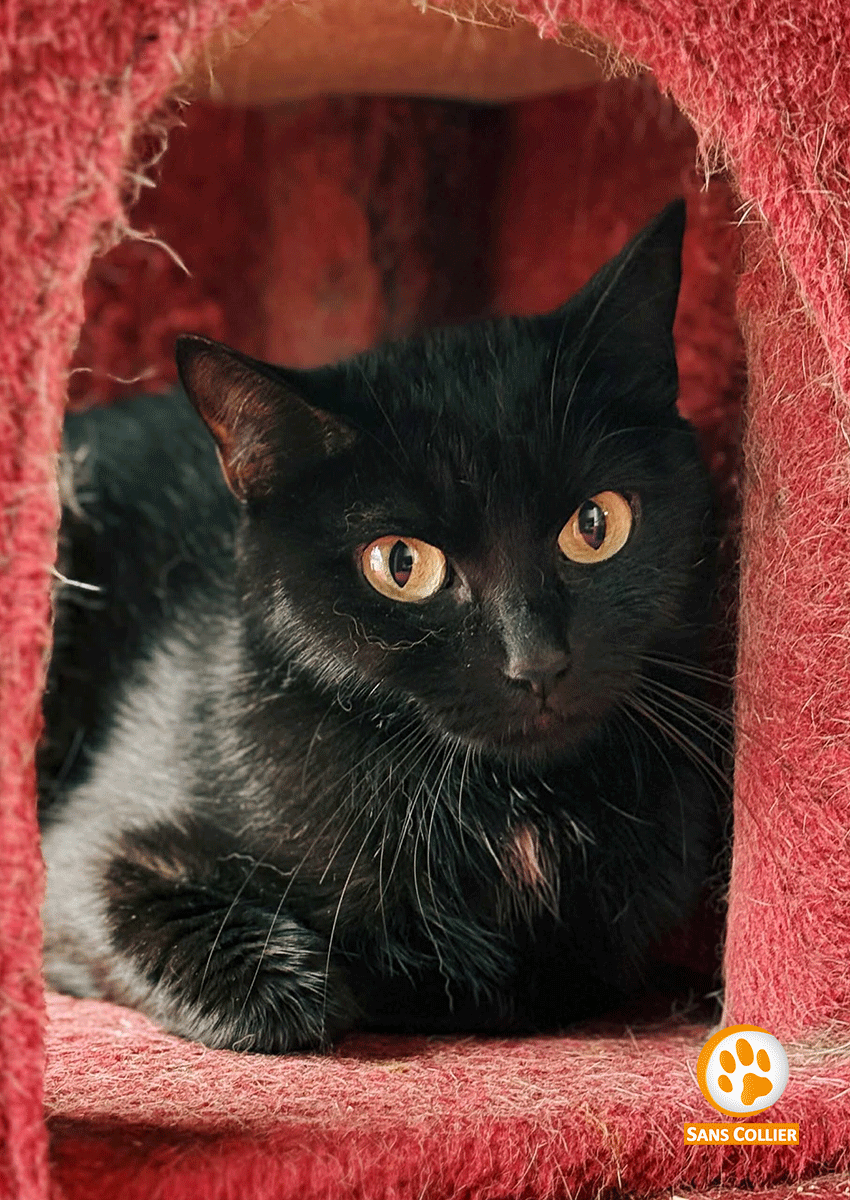 Mia, chat à l'adoption chez Sans Collier