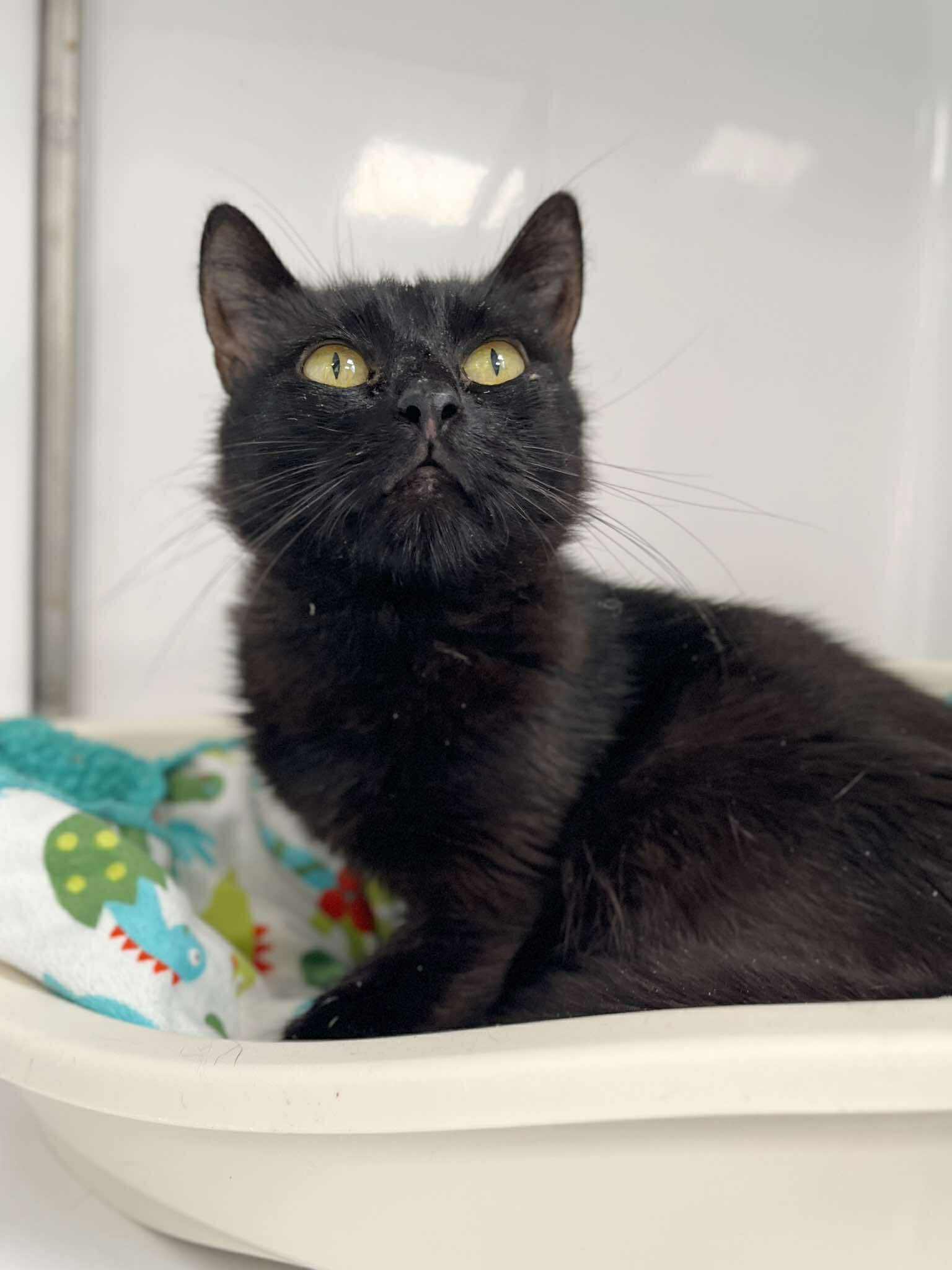 Mimie 2, chat à l'adoption chez Sans Collier