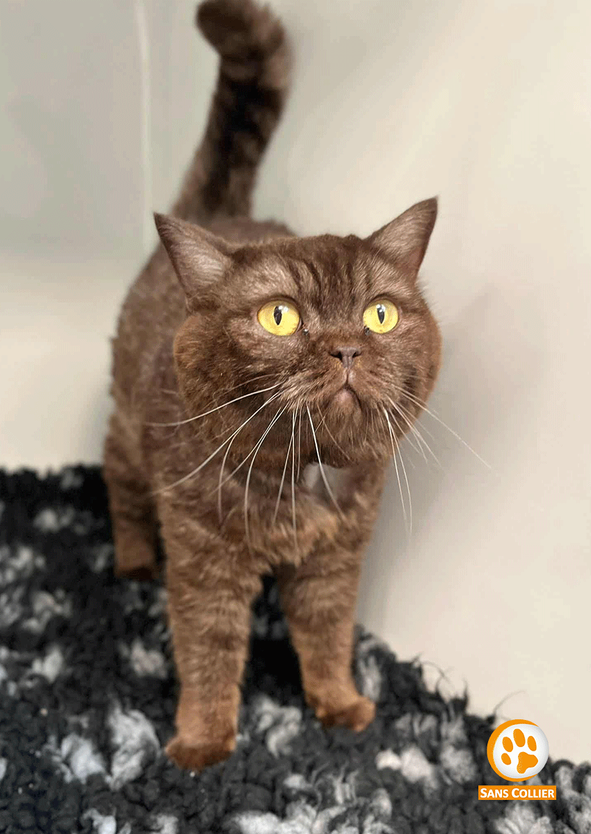 Molly, chat à l'adoption chez Sans Collier
