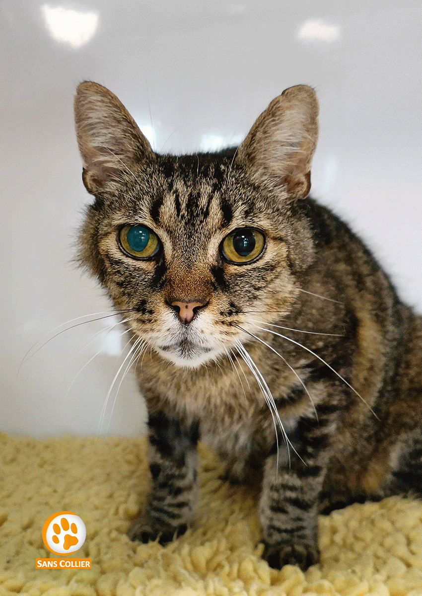 Monsieur, chat à l'adoption chez Sans Collier